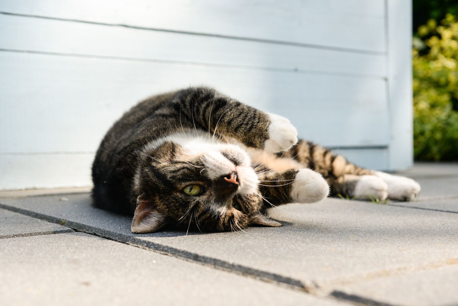 Nikon D610 sample photo. Cat, sweet, cute photography