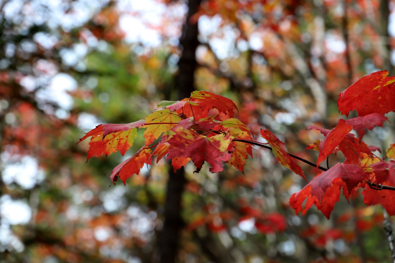 Canon EOS 6D Mark II + Canon EF 24-105mm F3.5-5.6 IS STM sample photo. Tree, leaves, forest photography