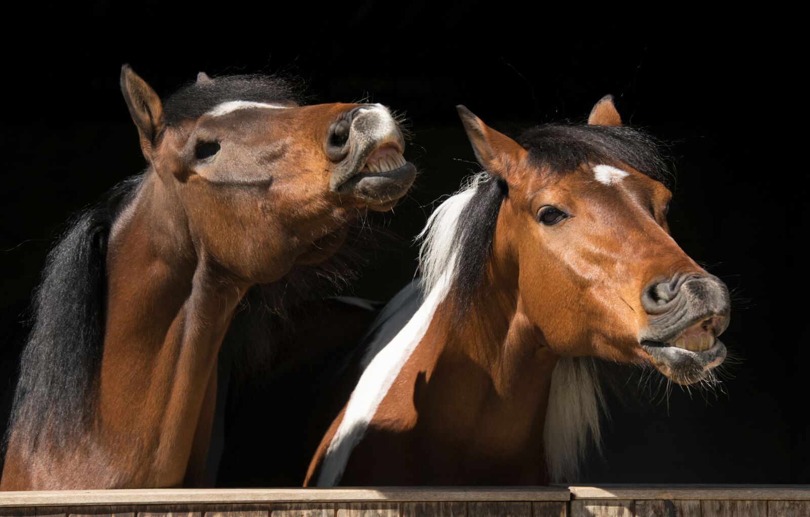 Nikon D3300 sample photo. Horses, animal, pinto photography