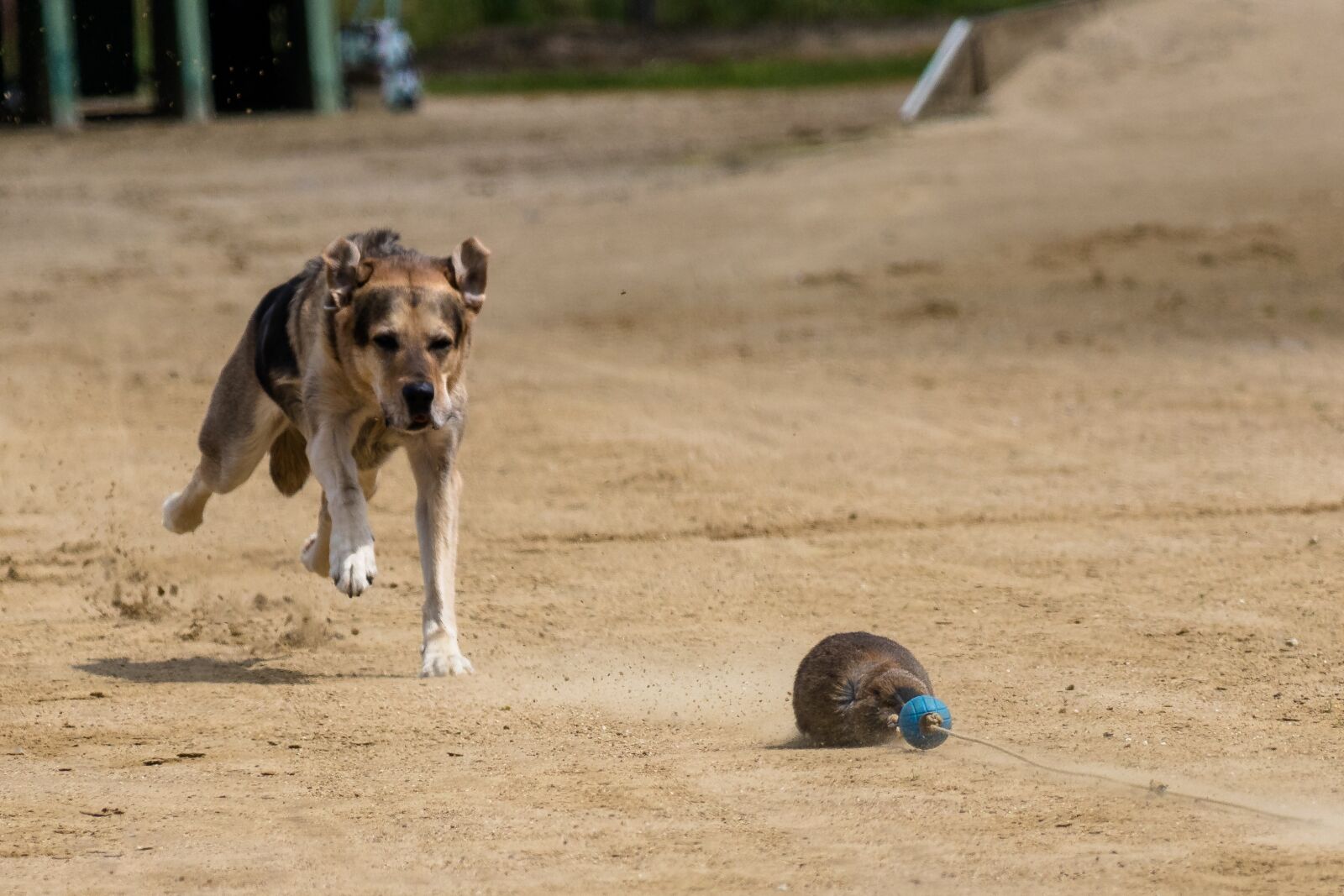 Canon EF 70-300 F4-5.6 IS II USM sample photo. Dog, runs, dog racing photography
