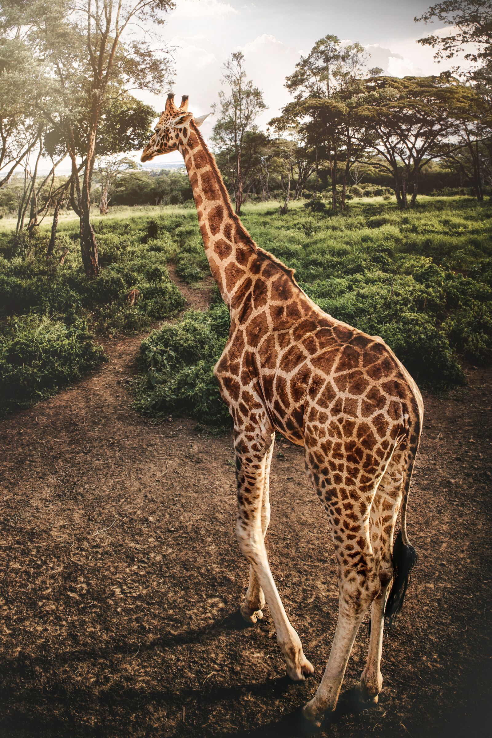 Nikon D3S sample photo. Animal, giraffe, africa photography
