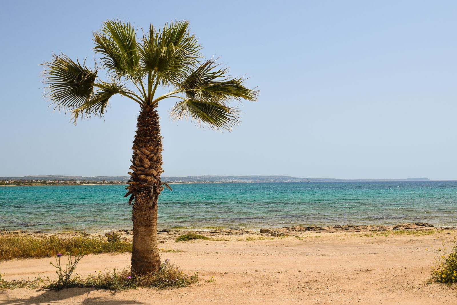 Nikon D3300 sample photo. Cyprus, potamos liopetri, palm photography