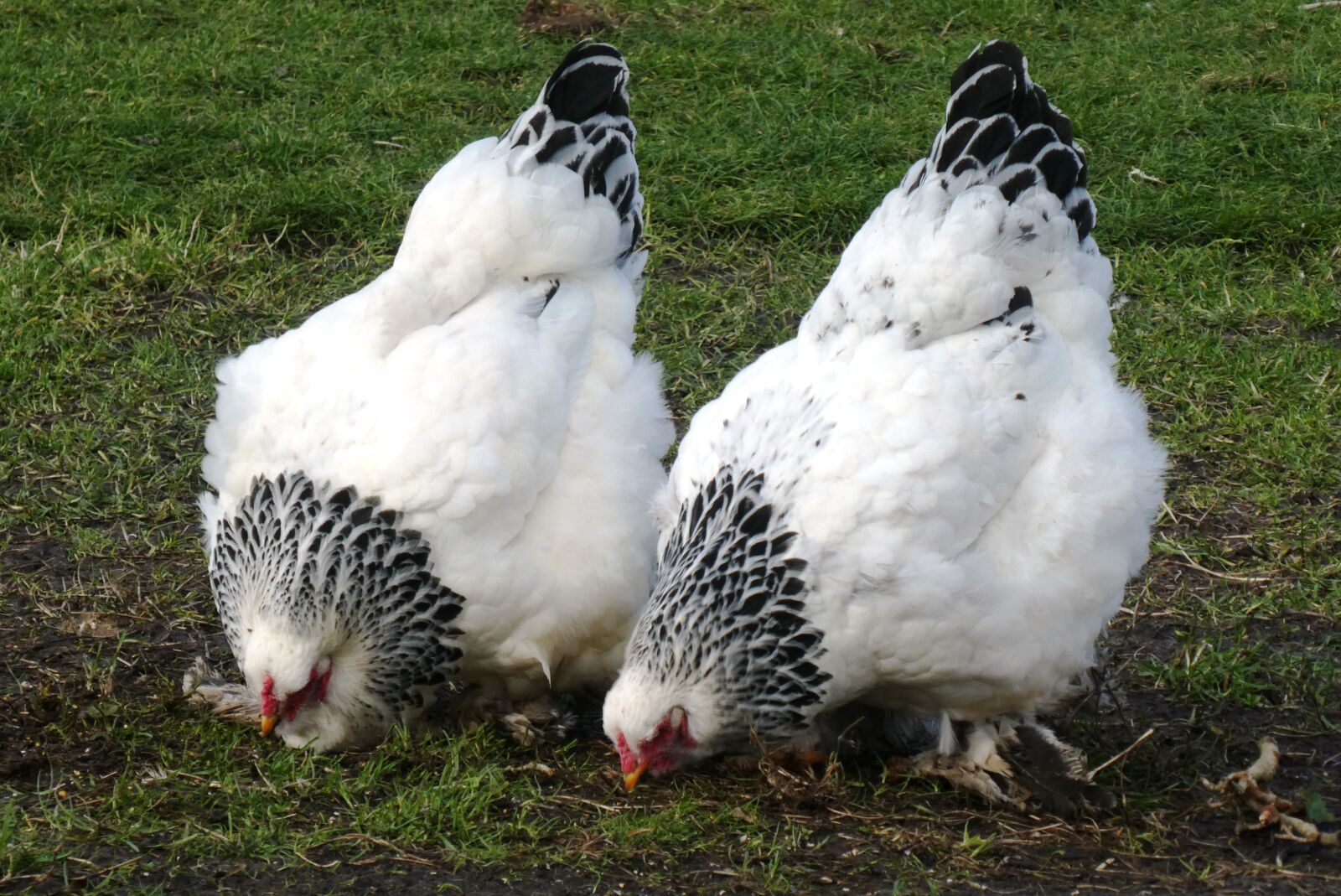 Panasonic Lumix DC-ZS70 (Lumix DC-TZ90) sample photo. Chickens, feathers, poultry photography