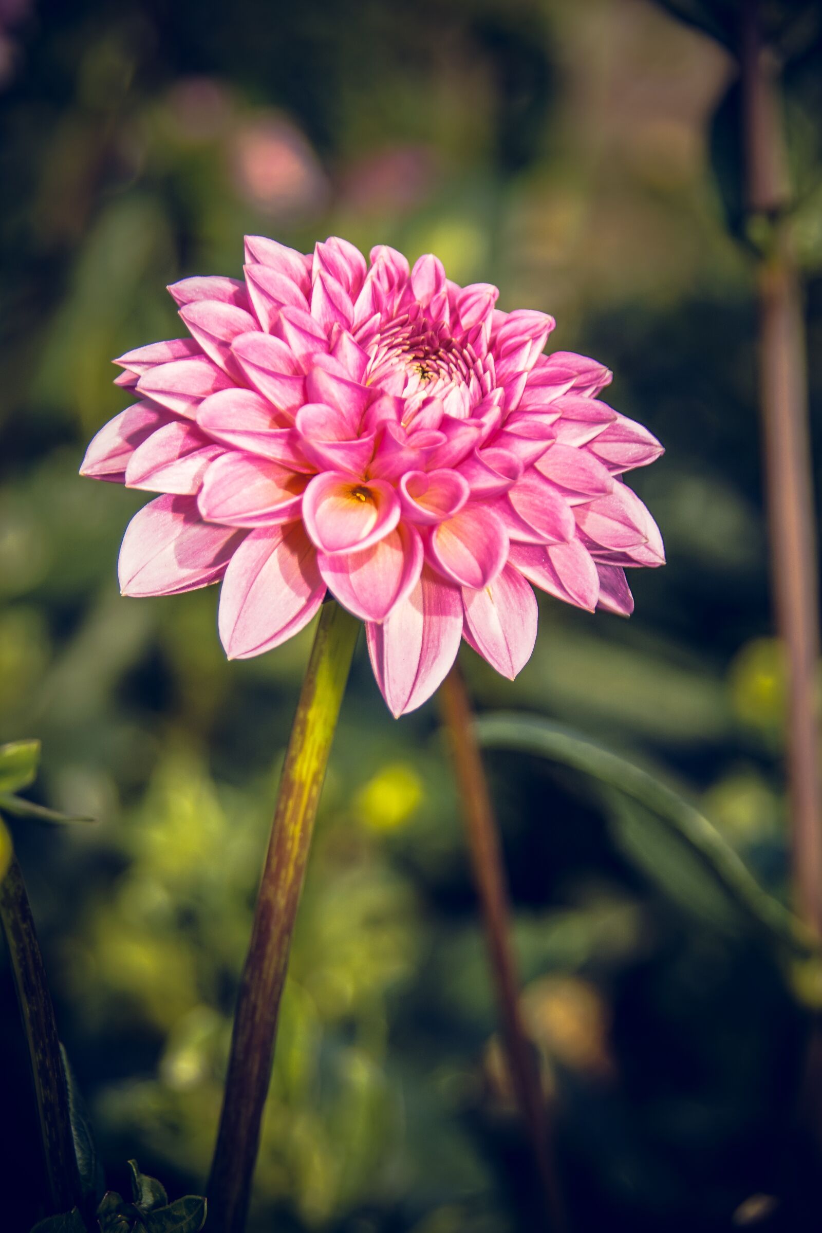 Sony ILCA-77M2 sample photo. Dahlia, blossom, bloom photography