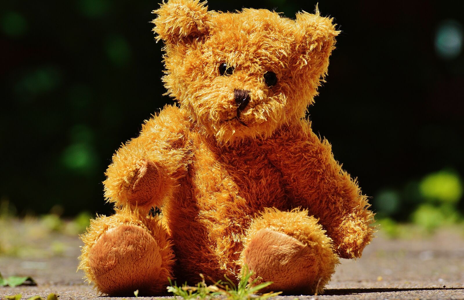 Nikon D3200 sample photo. Bear, teddy, soft toy photography