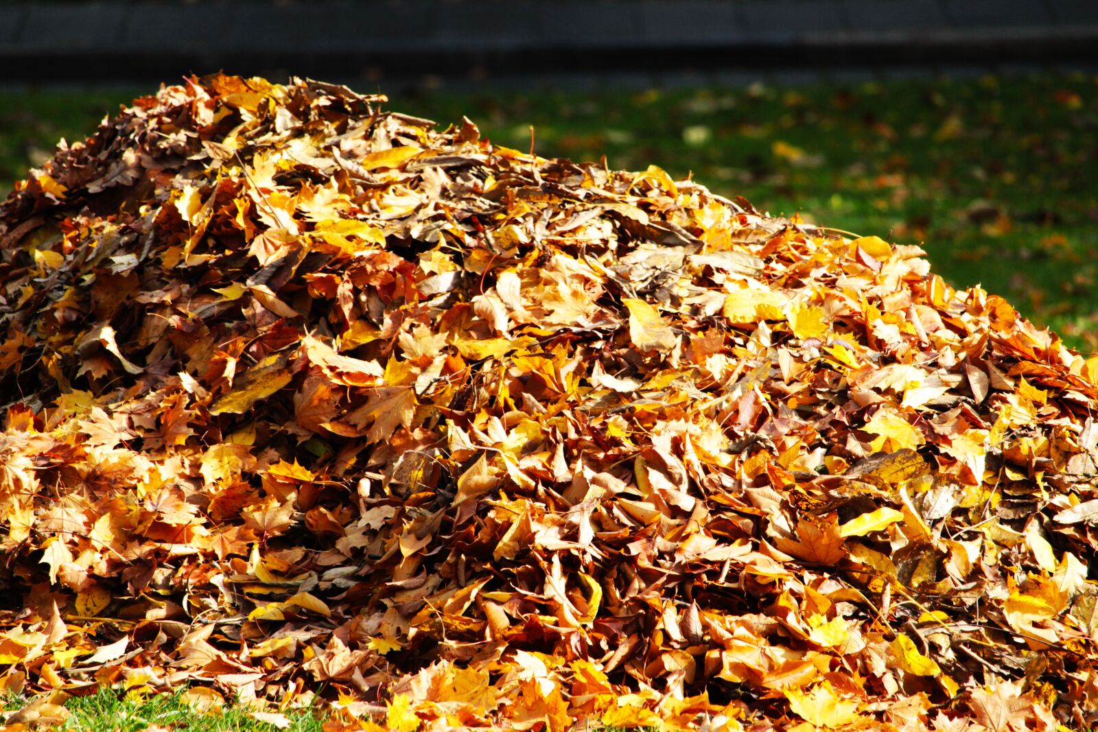 Canon EF-S 55-250mm F4-5.6 IS STM sample photo. Fall foliage, leaves, pile photography