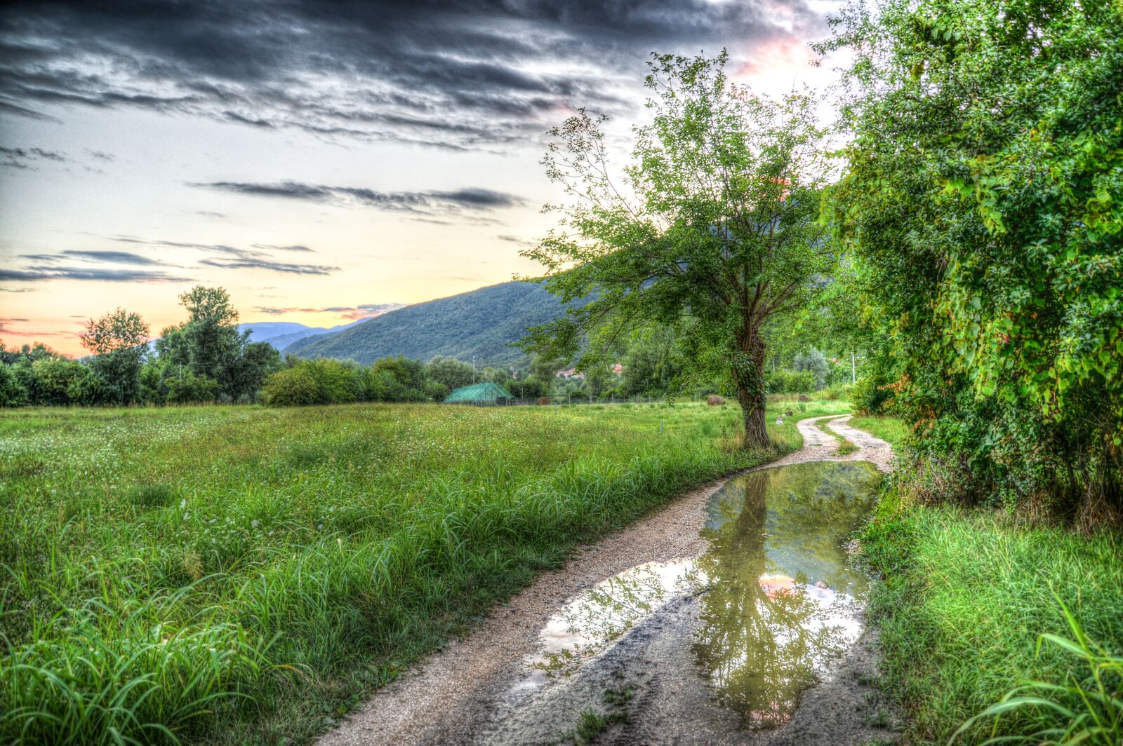 Nikon D610 sample photo. Tree, path, hdr photography