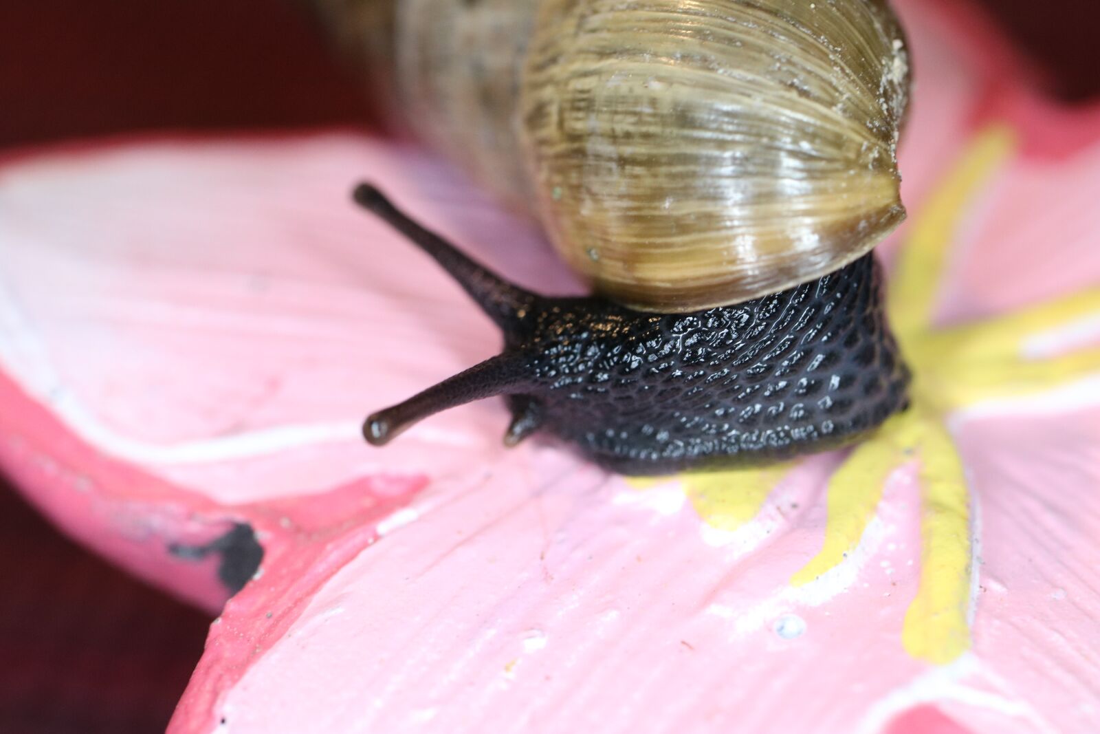 Canon EOS 760D (EOS Rebel T6s / EOS 8000D) sample photo. Snail, shell, nature photography