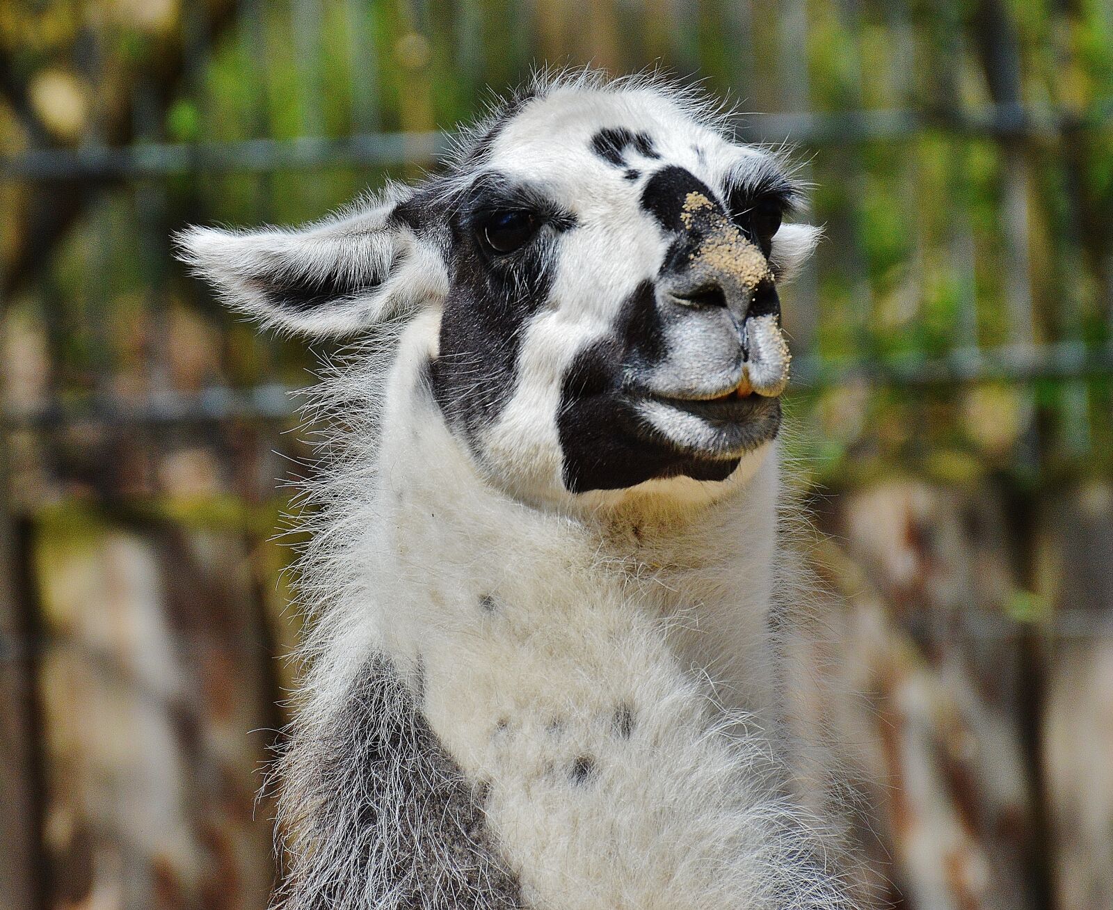 Nikon D3200 sample photo. Lama, animal, fur photography