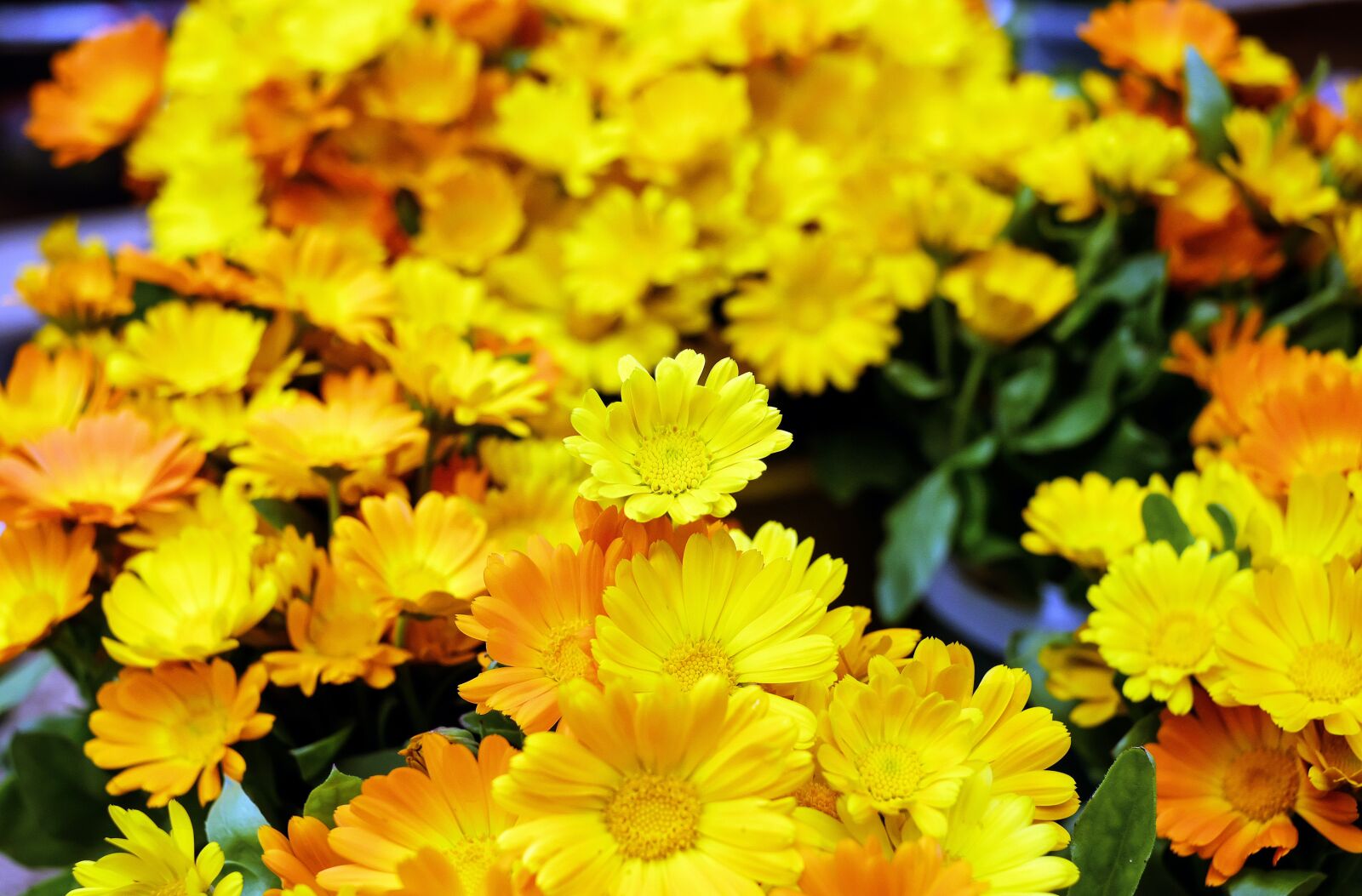 Fujifilm X-T10 + Fujifilm XF 35mm F1.4 R sample photo. Marigold, flowers, bloom photography
