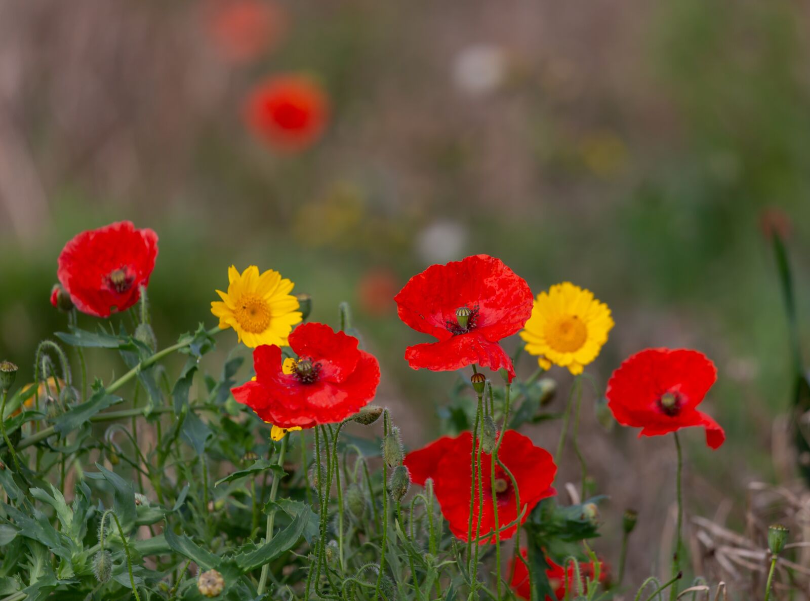 Canon EF 100-400mm F4.5-5.6L IS II USM sample photo. Poppies, yellow flowers, flowers photography