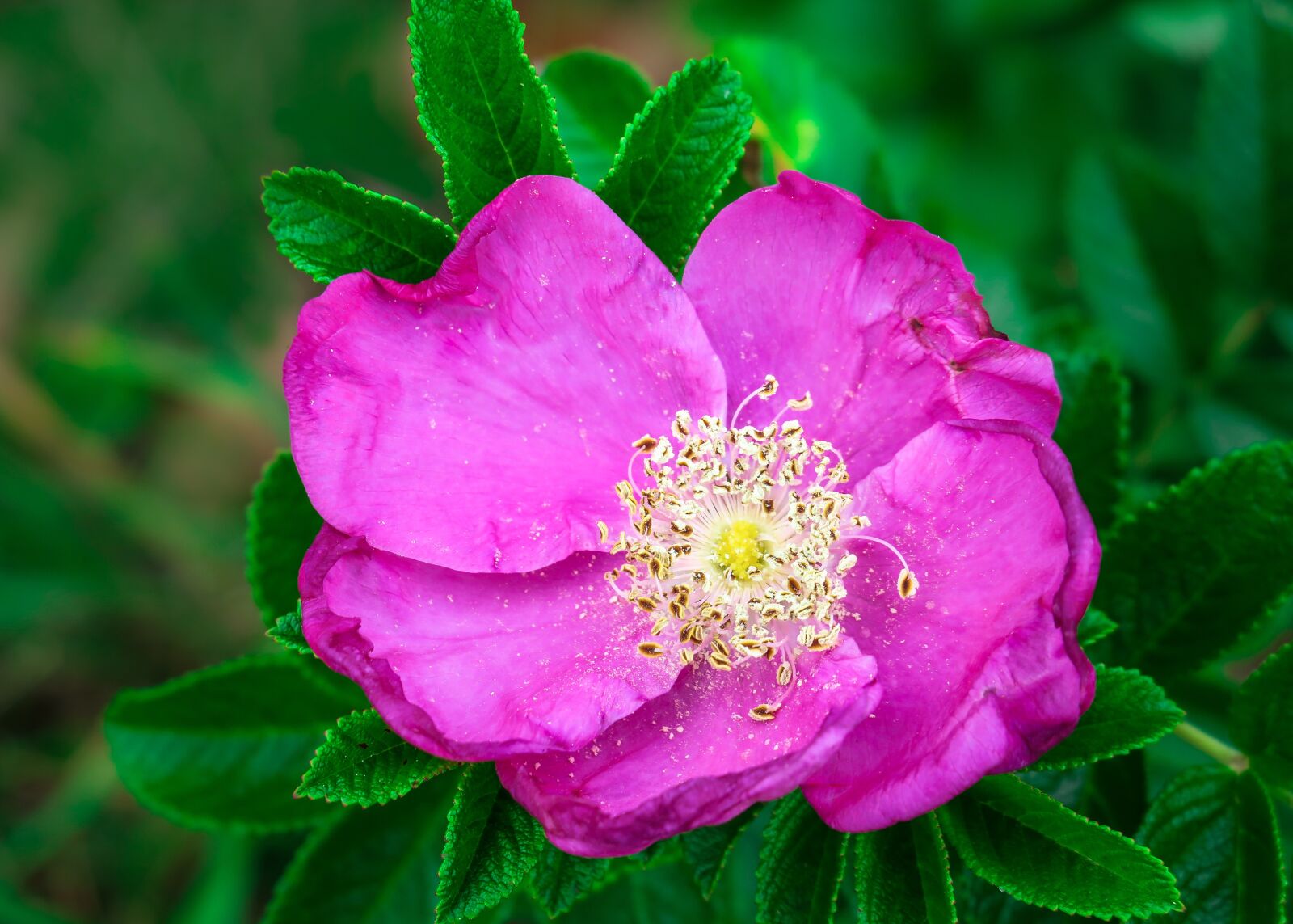 Canon PowerShot G3 X sample photo. Wild rose, blossom, bloom photography