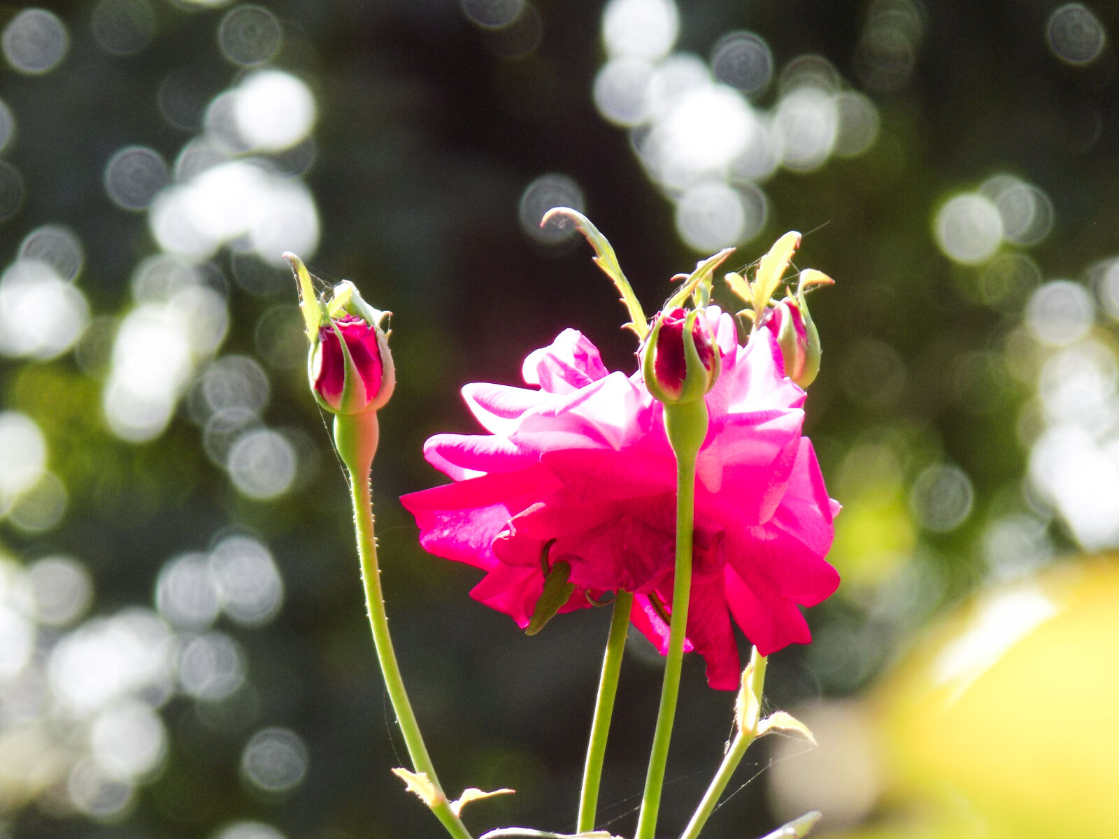 Nikon COOLPIX L330 sample photo. Beautiful, flowers, flower, nature photography