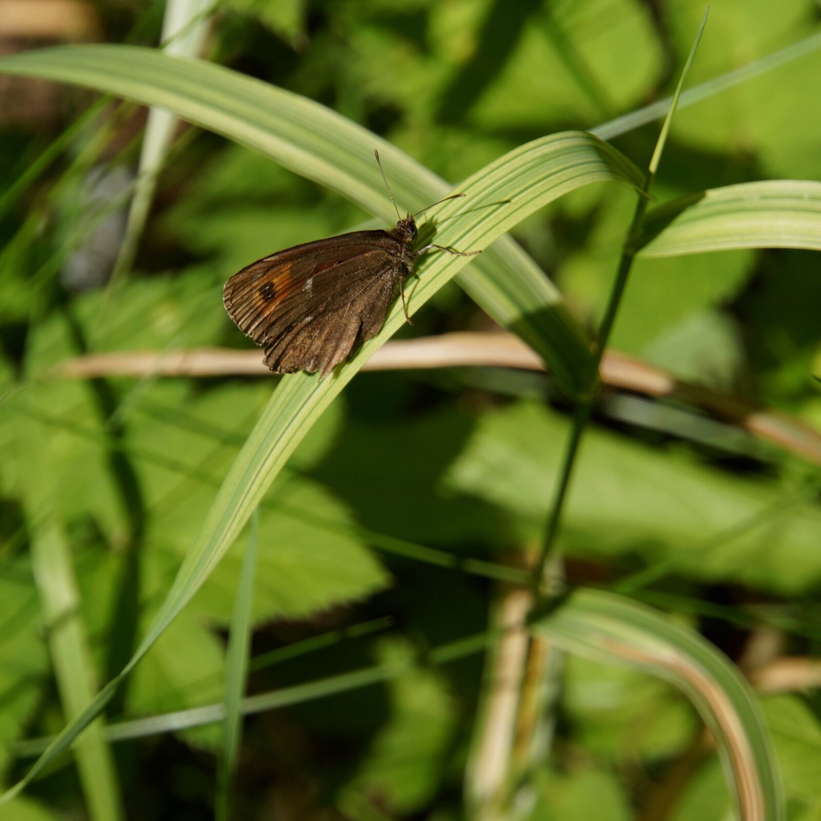 Sony Alpha NEX-7 + Sony E 18-200mm F3.5-6.3 OSS sample photo. Butterfly, a side, brown photography