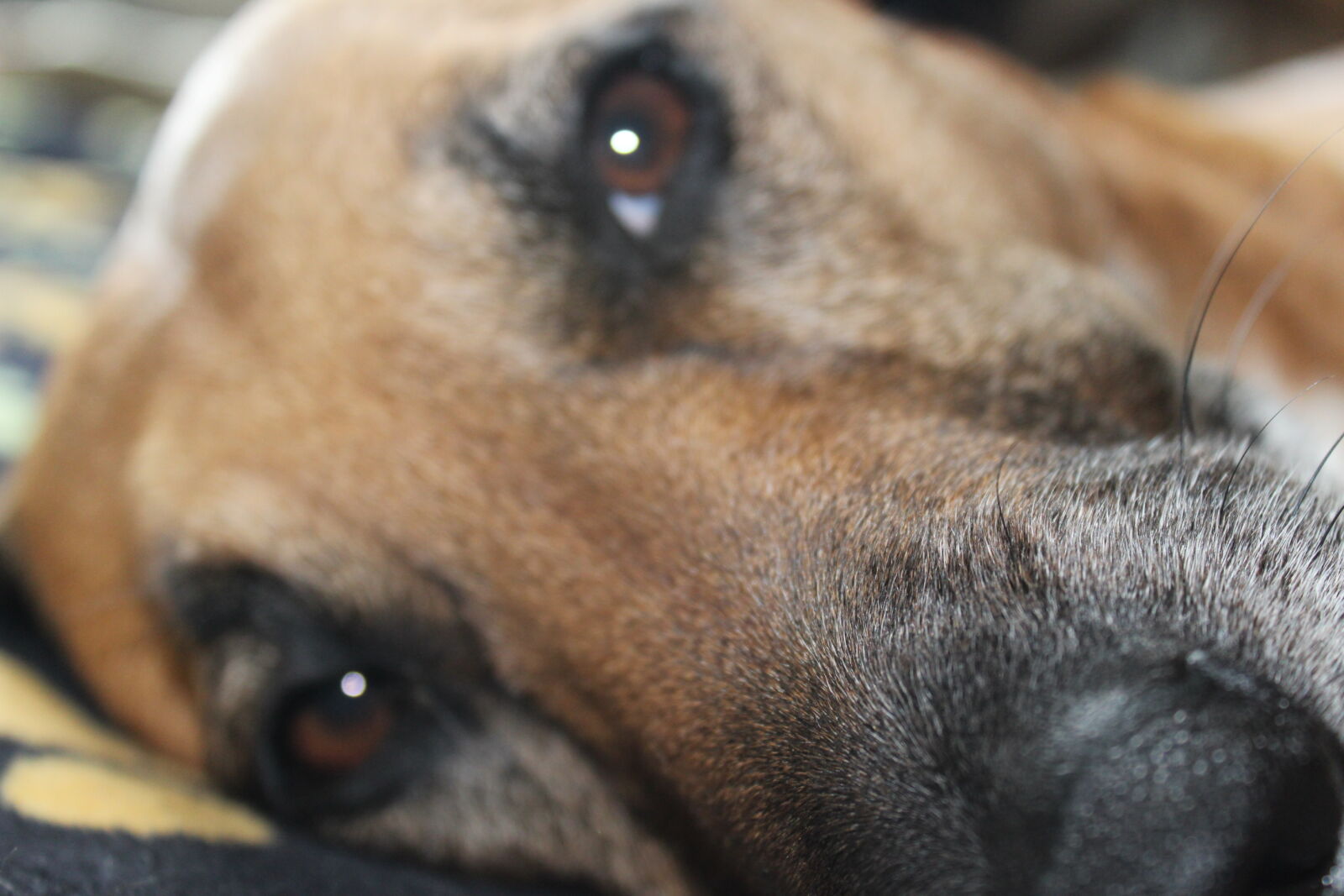 Canon EOS 1200D (EOS Rebel T5 / EOS Kiss X70 / EOS Hi) sample photo. Black, mouth, cur, close photography