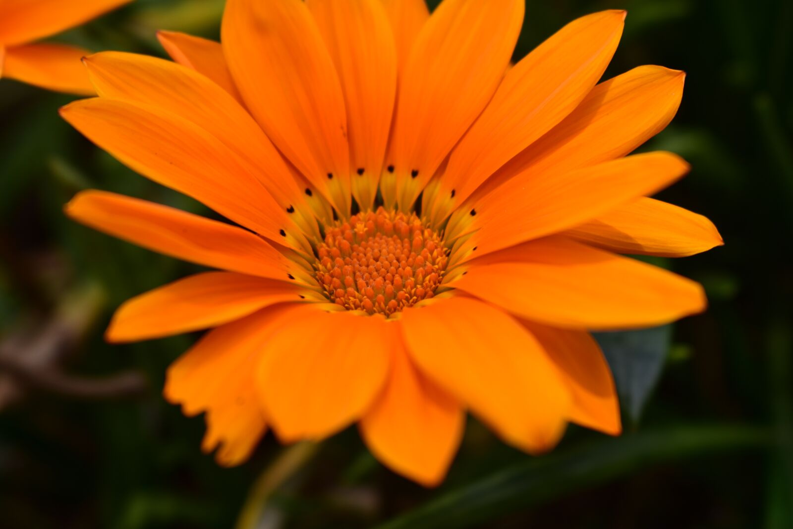 Nikon D3400 sample photo. Flower, plant, nature photography