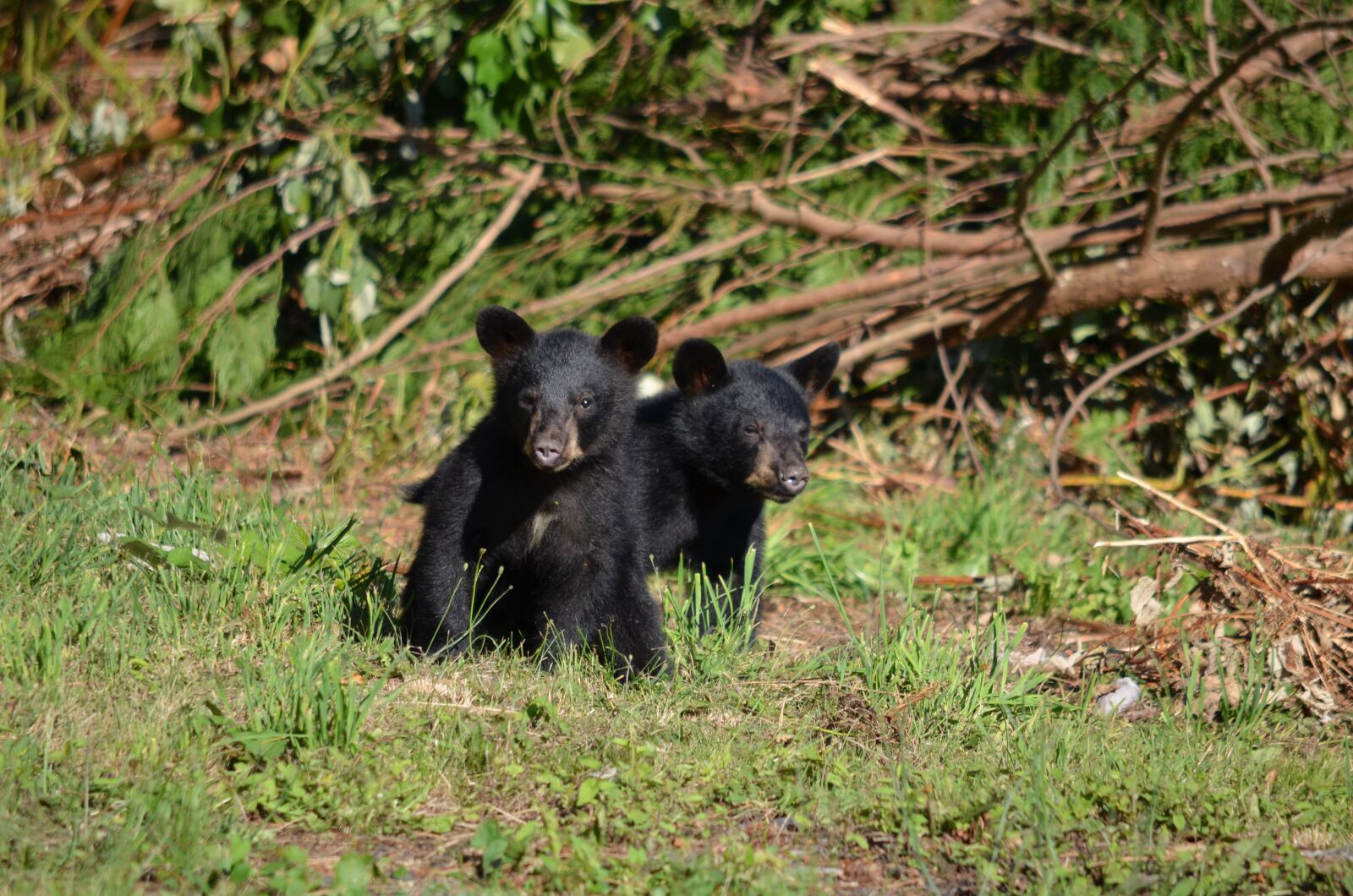 Nikon D5100 sample photo. Black bear, bear, cubs photography