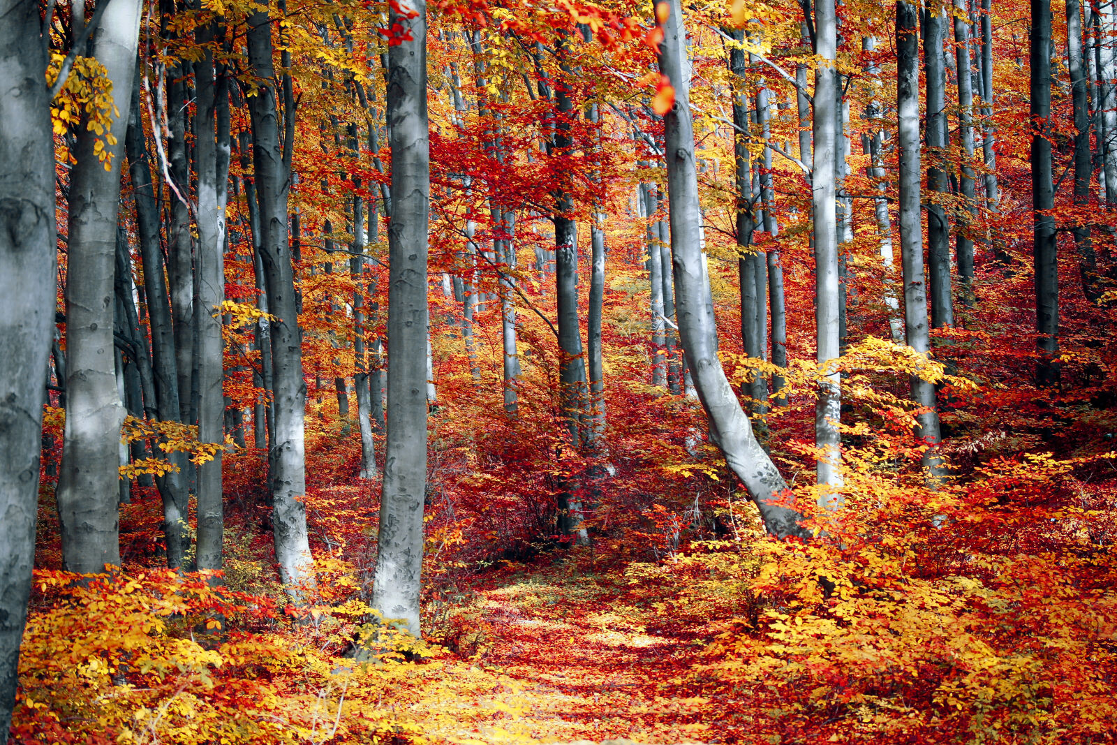 Canon EF-S 60mm F2.8 Macro USM sample photo. Art, autumn, autumn, leaves photography