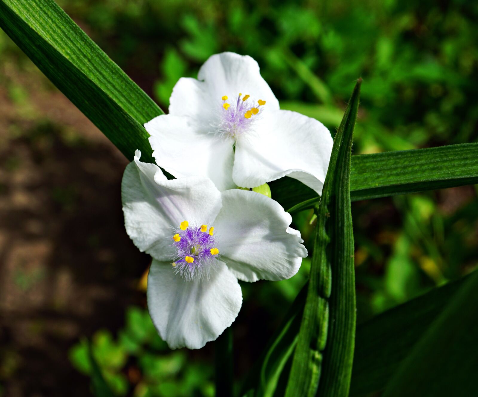 Sony E 30mm F3.5 Macro sample photo. Wildflower, white, bloom photography