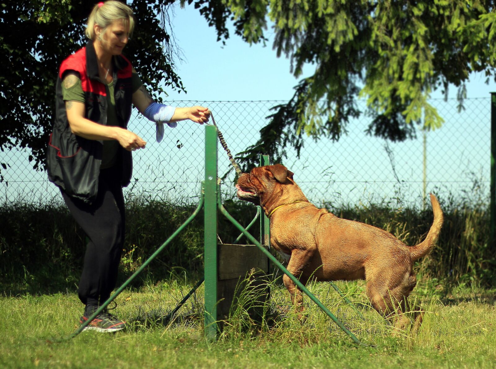 Canon EOS 600D (Rebel EOS T3i / EOS Kiss X5) + Canon EF 50mm F1.8 II sample photo. Training, bordeaux, mastiff photography