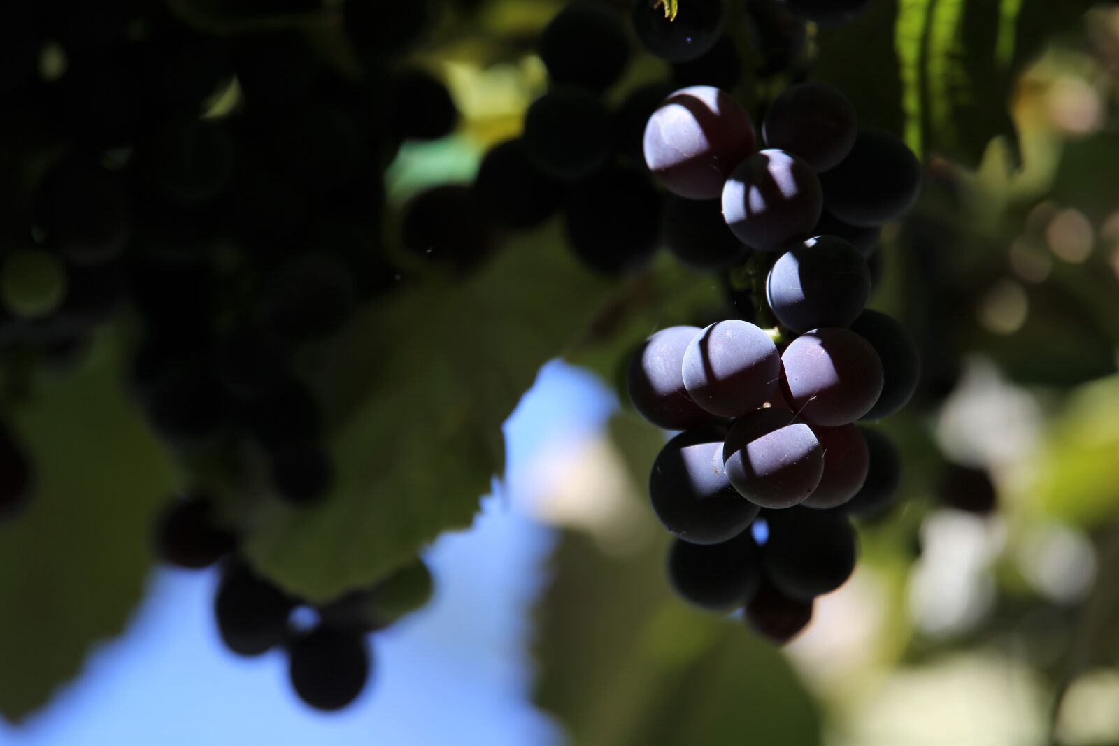 Tamron 70-210mm F4 Di VC USD sample photo. Isabella grapes, ripening, agriculture photography