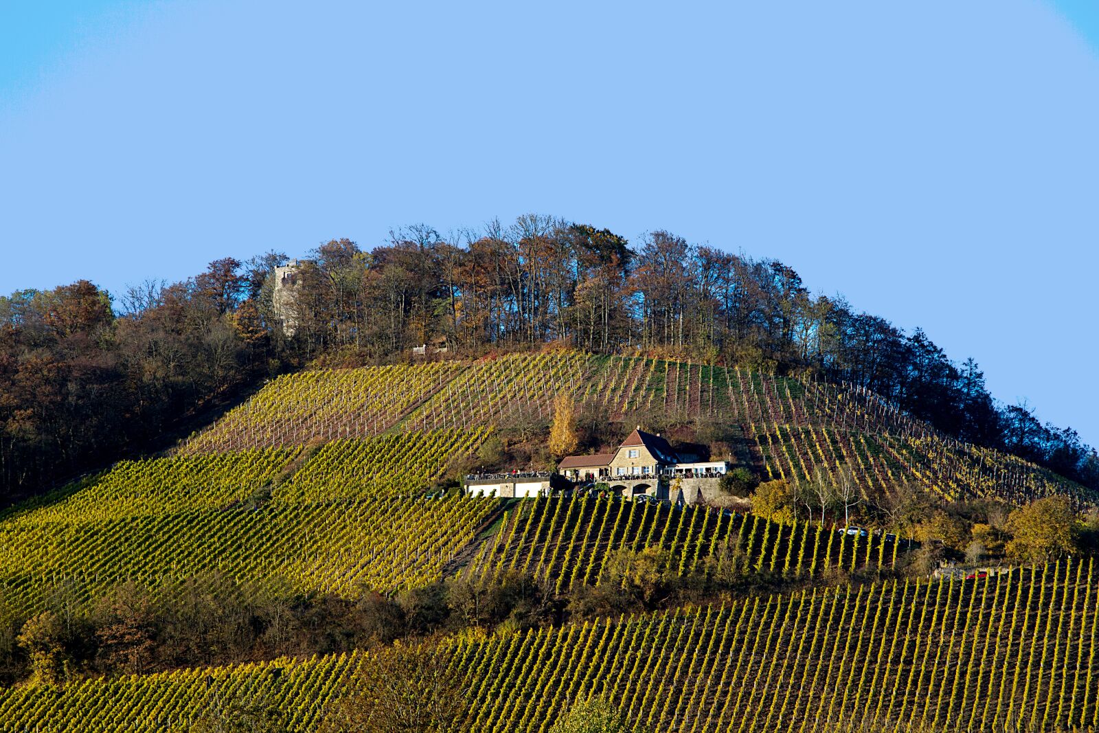 Canon EOS 7D sample photo. Autumn, vineyard, autumn mood photography