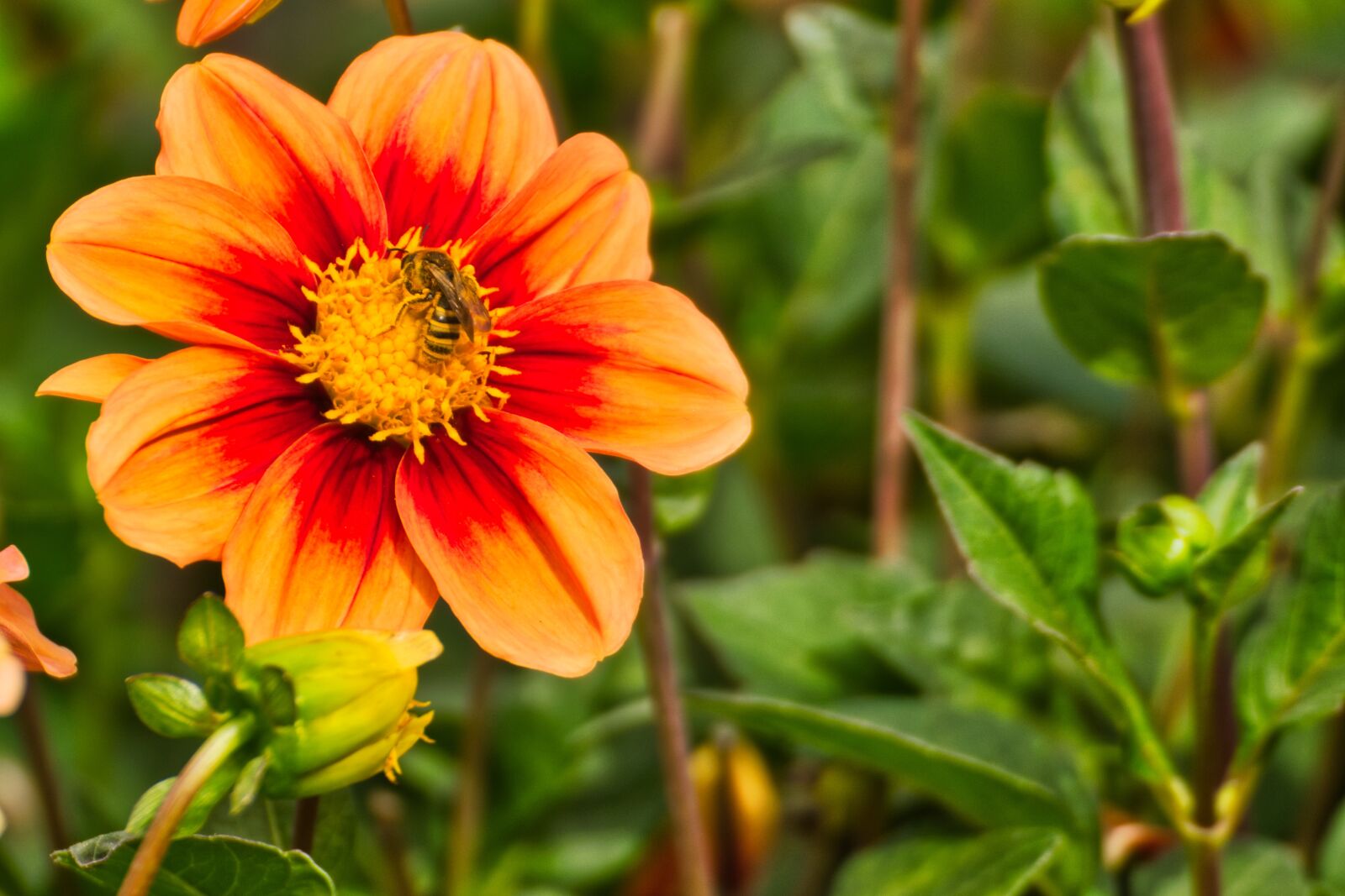 Nikon D5300 sample photo. Flower, bee, nature photography
