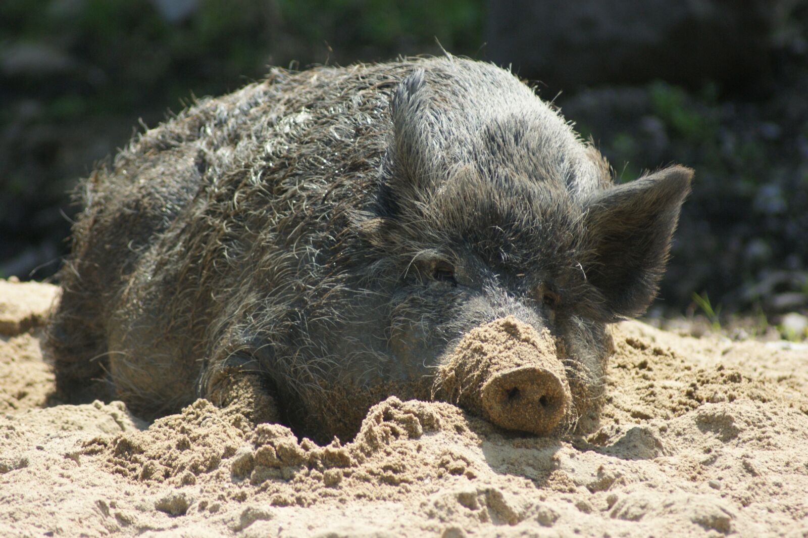 Sony Alpha DSLR-A350 sample photo. Boar, pig, wild photography