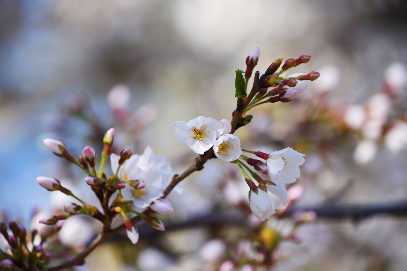 Nikon D7200 sample photo. Cherry blossom, petal, spring photography