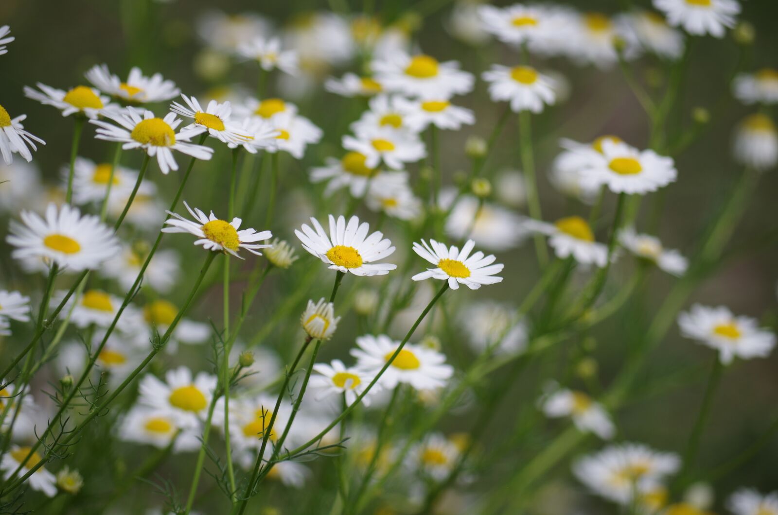 Pentax K-500 sample photo. Flowers, margarétky, marigolds photography