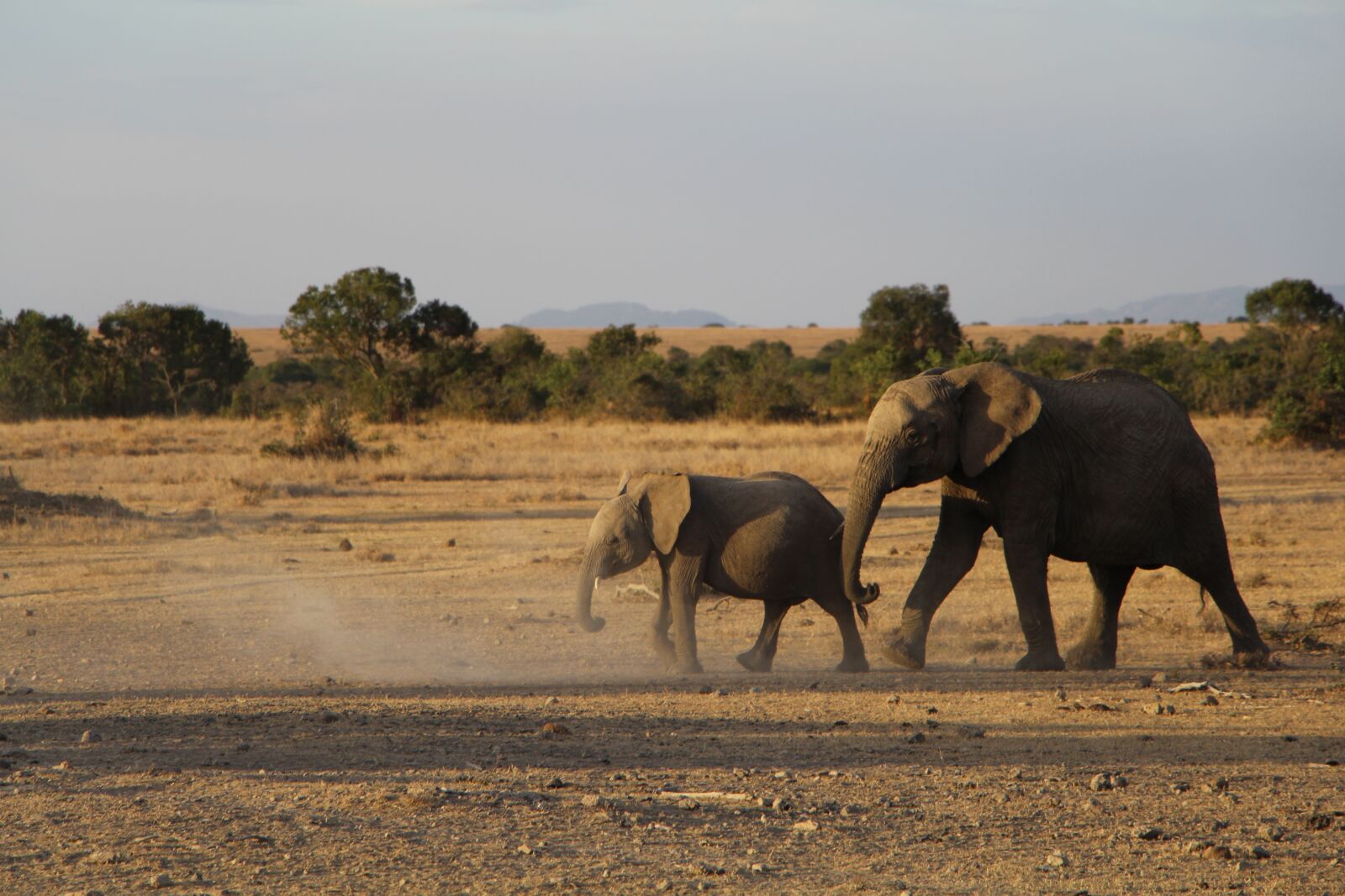 Canon EOS 700D (EOS Rebel T5i / EOS Kiss X7i) sample photo. Mammal, wildlife, safari photography