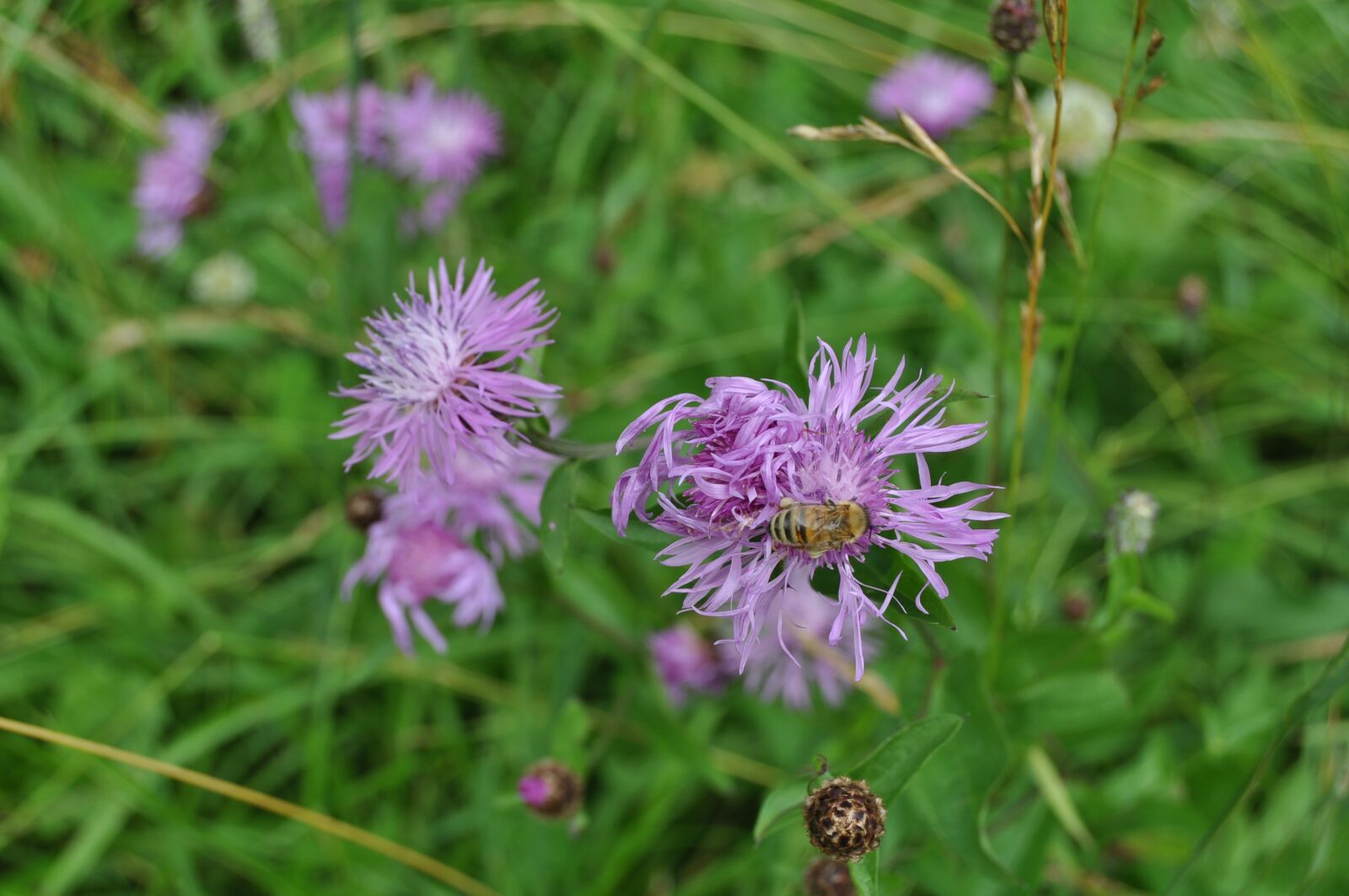 Nikon D5000 sample photo. Blossom, bloom, bee photography