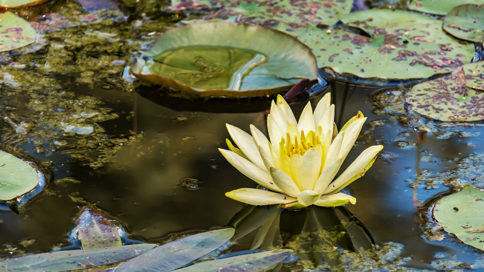 Panasonic Lumix DMC-FZ2500 (Lumix DMC-FZ2000) sample photo. Water lily, yellow, lake photography