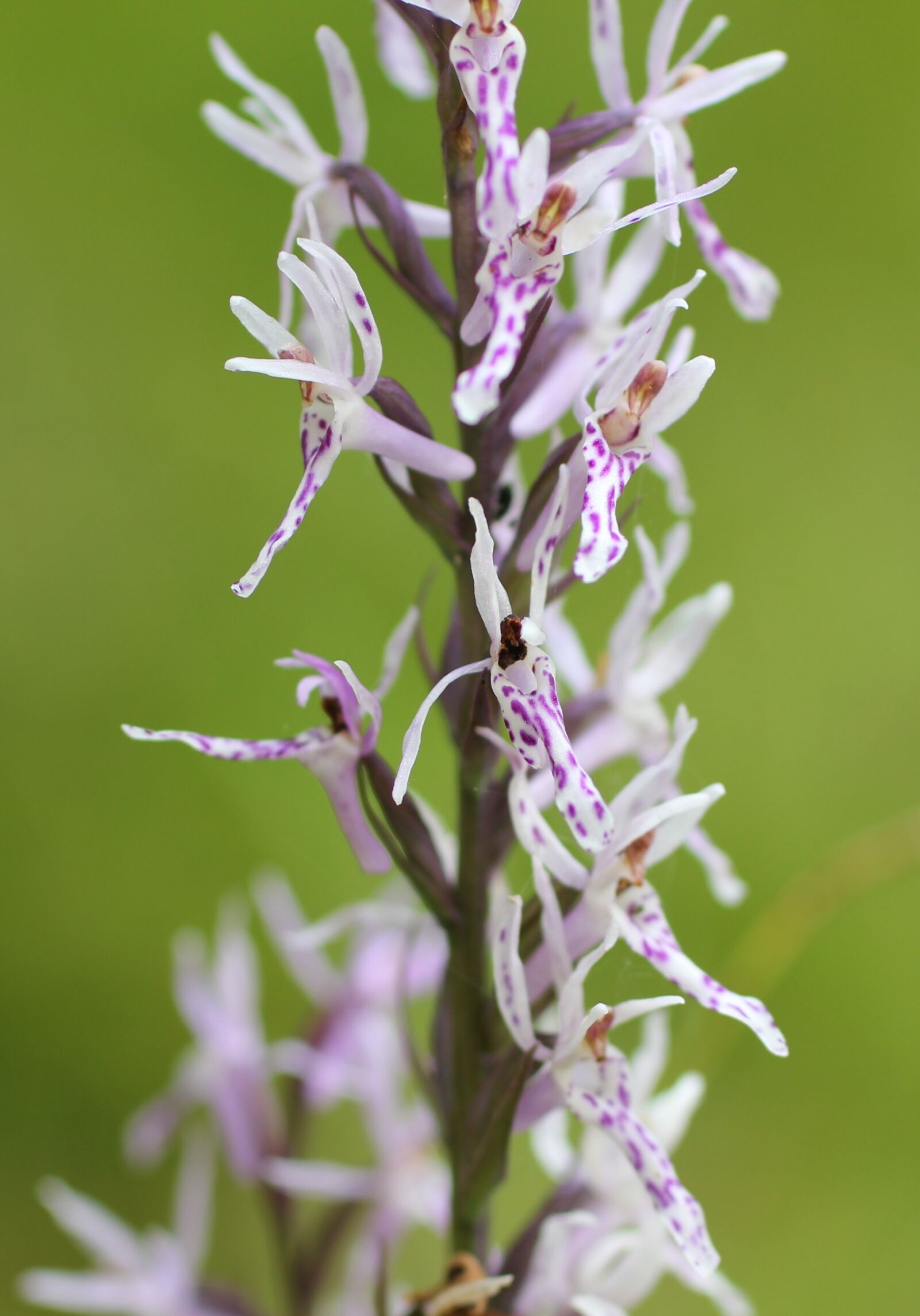 Canon EOS 550D (EOS Rebel T2i / EOS Kiss X4) sample photo. Orchid, wild flower, flower photography
