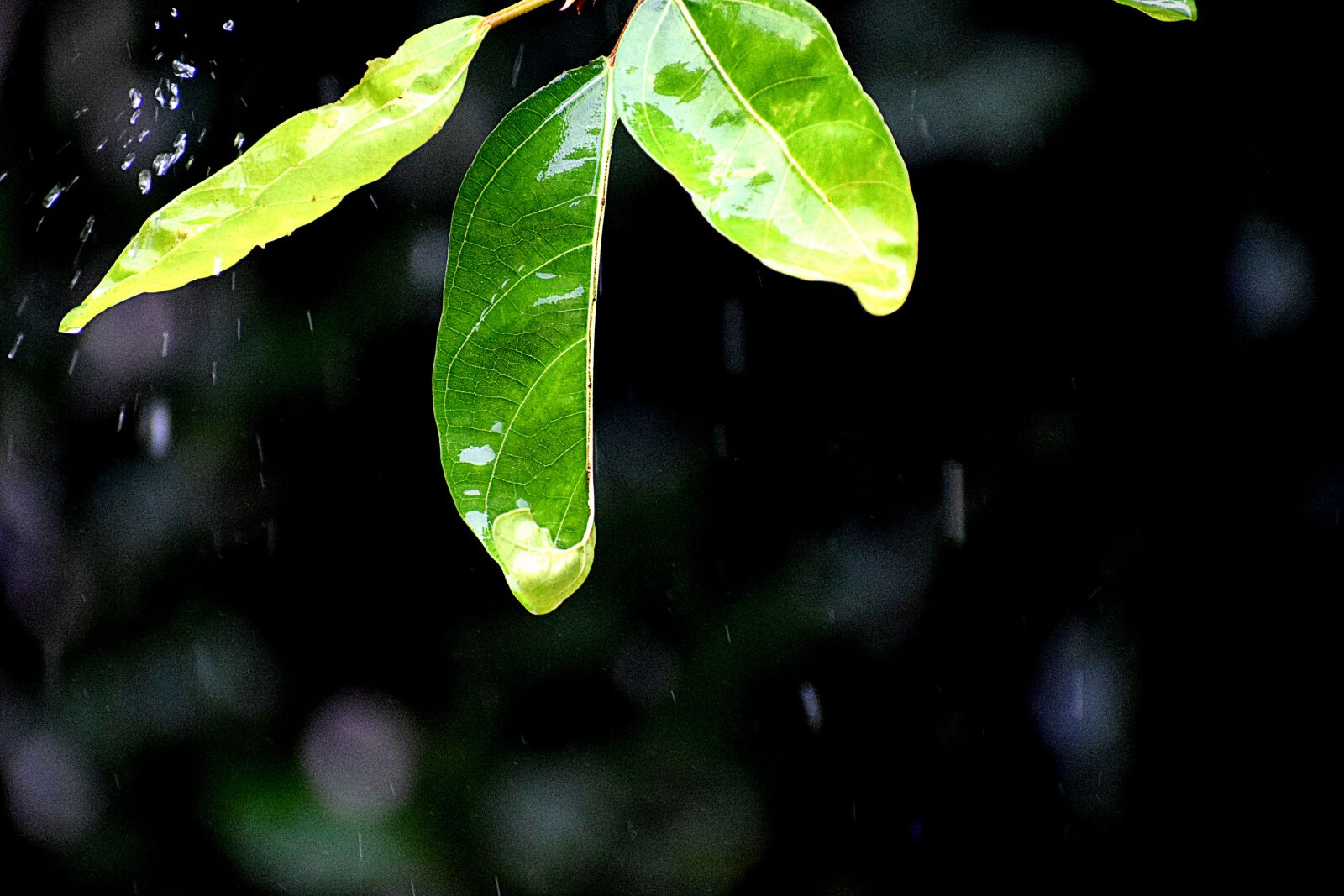 Nikon D3300 sample photo. Falling, rain droplet, leaves photography