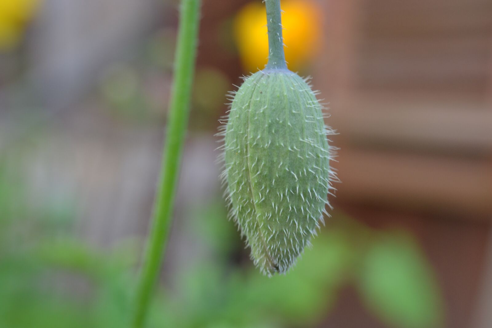 Nikon D3100 sample photo. Poppy bud, close-up, wild photography