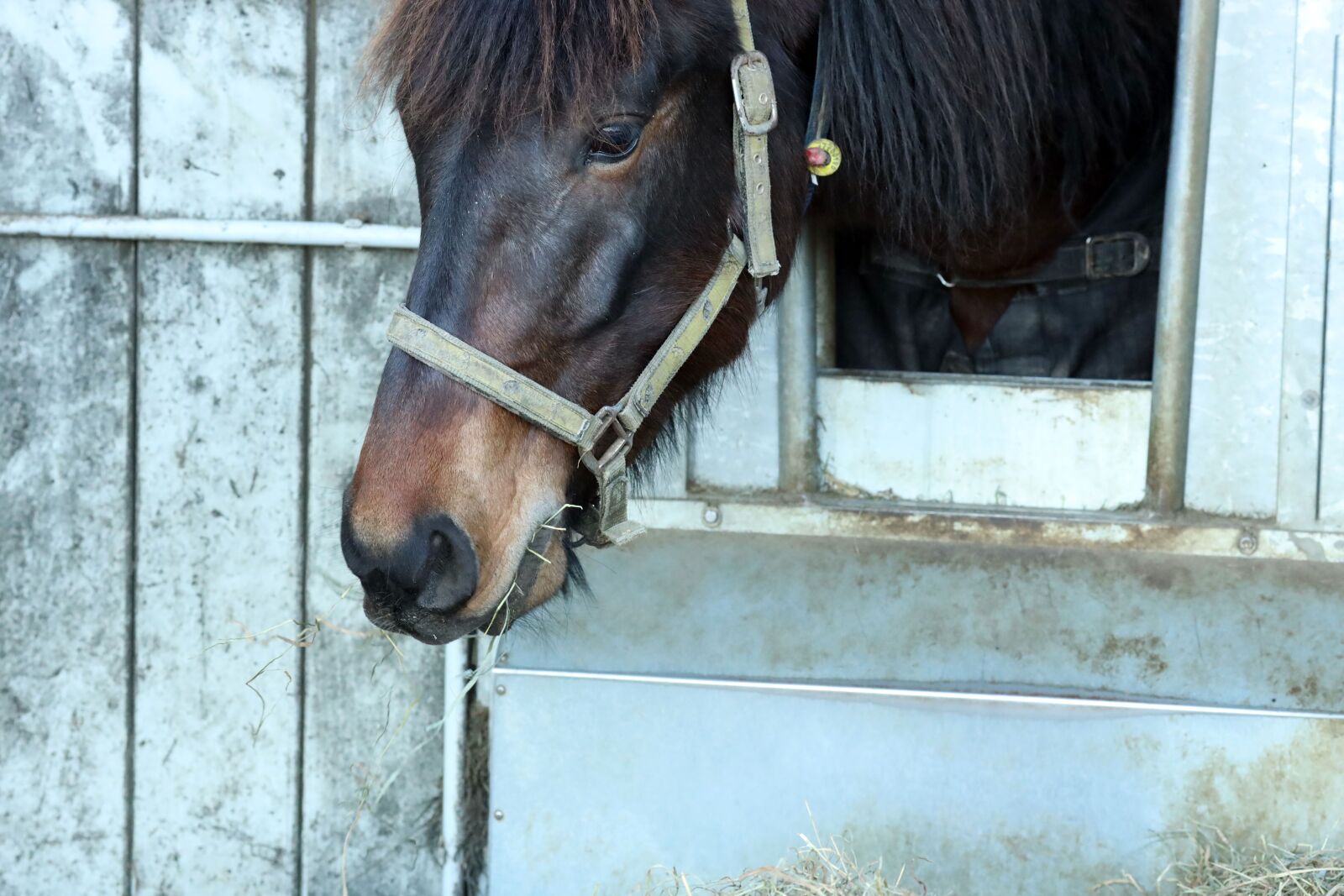 Canon EOS R + Canon EF 135mm F2L USM sample photo. Horse, animal, farm photography