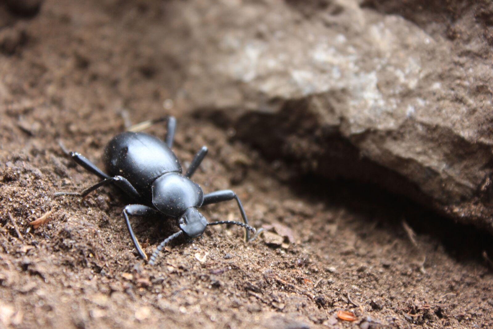 Canon EOS 600D (Rebel EOS T3i / EOS Kiss X5) sample photo. Insect, beetle, black beetle photography