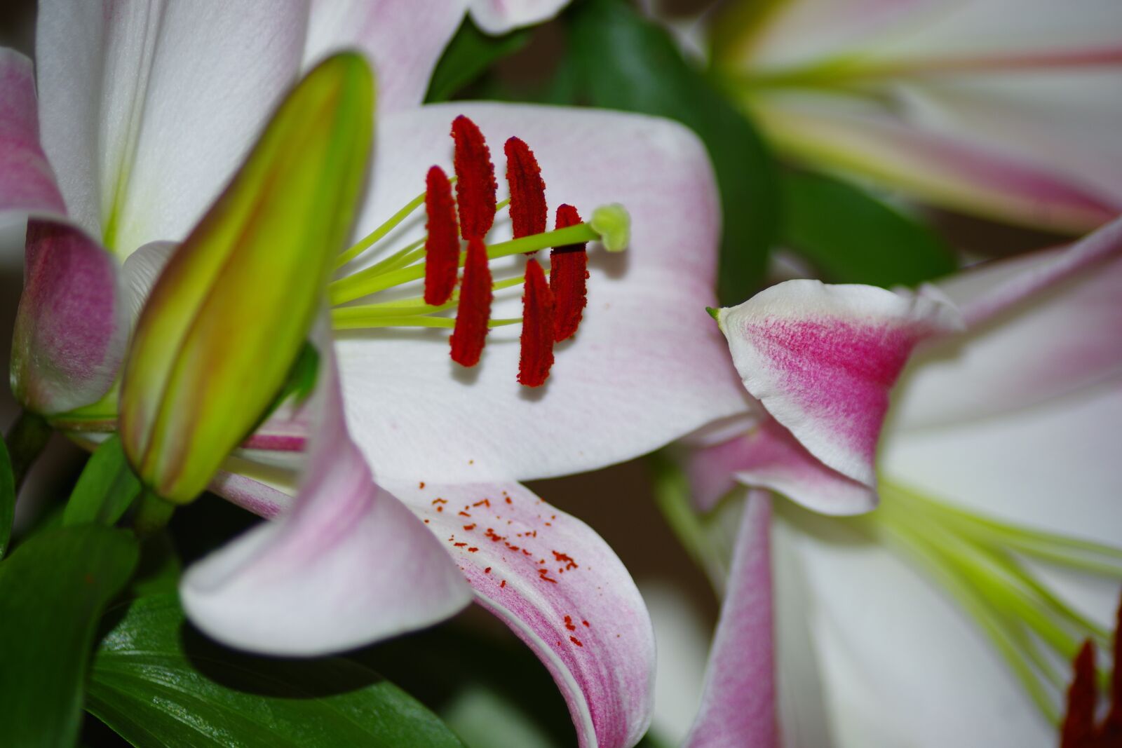 Pentax K-S2 sample photo. Lilies, exotic, flower photography