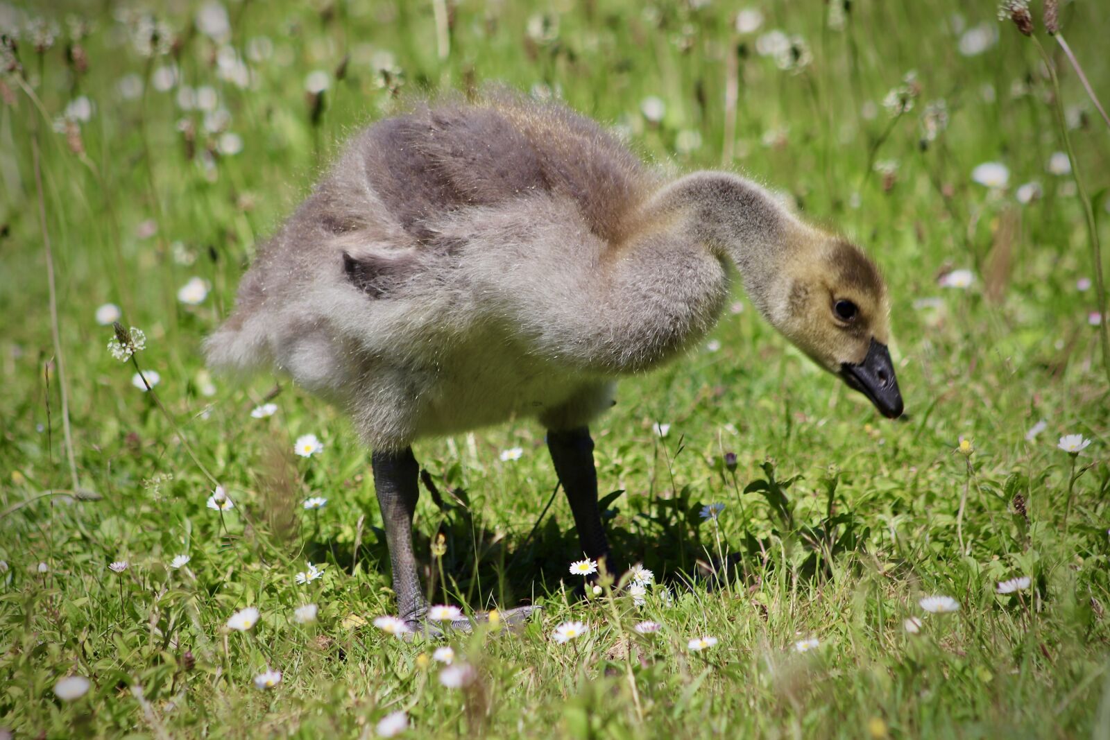 Canon EF75-300mm f/4-5.6 sample photo. Goslings, canada goose, chicks photography