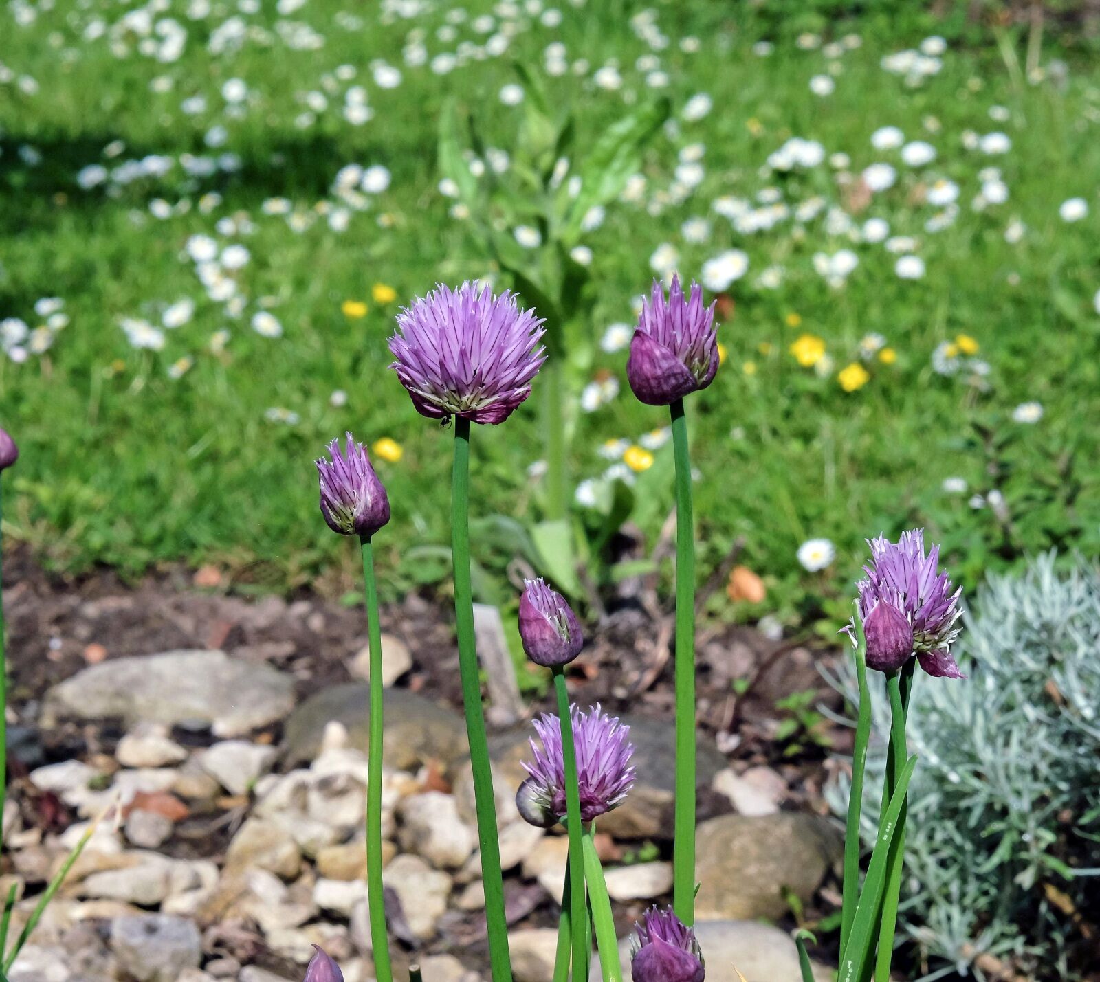 Fujifilm X-T10 sample photo. Chives, flower, purple flower photography