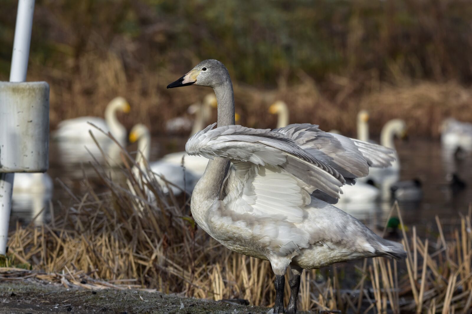 Nikon D7200 sample photo. Animal, pond, water photography