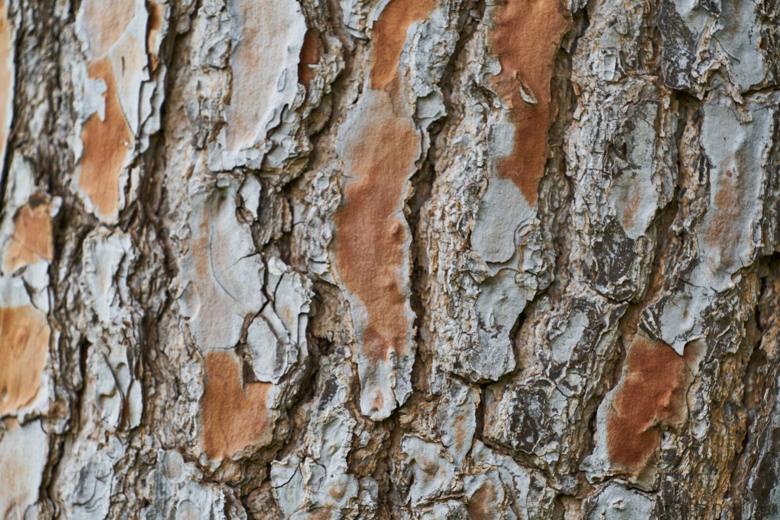 Sony a7R II sample photo. Tree, texture, macro photography