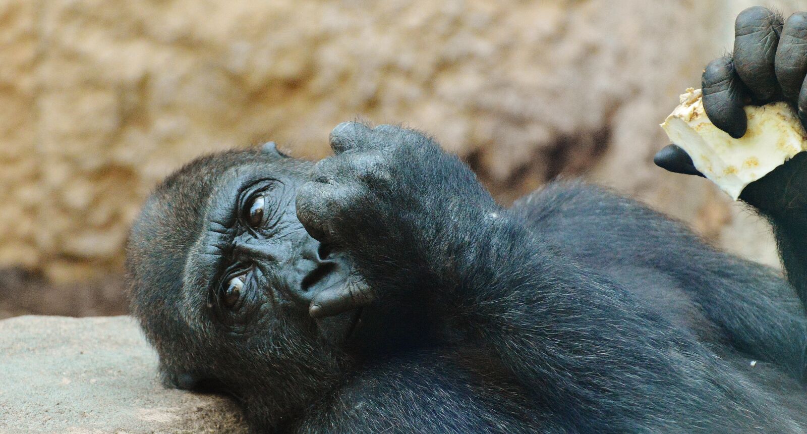 Nikon D3200 sample photo. Monkey, gorilla, eat photography