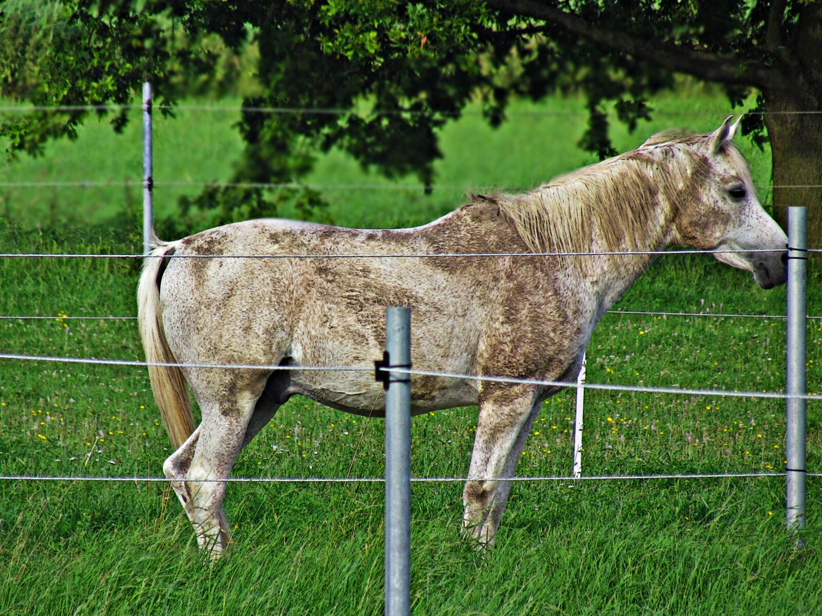 Canon PowerShot SX30 IS sample photo. The horse, meadow, pasture photography