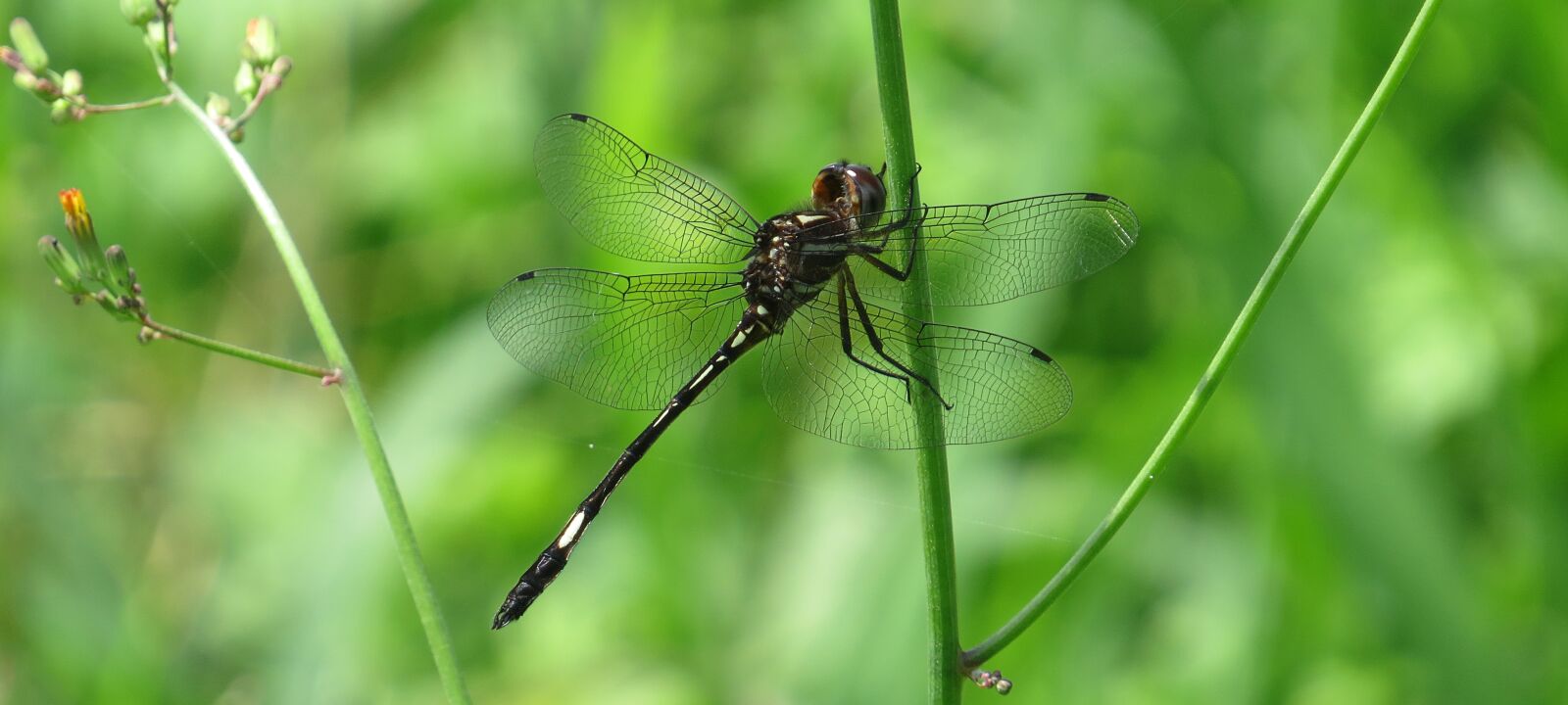 Canon PowerShot SX50 HS sample photo. Macro, insect, dragonfly photography