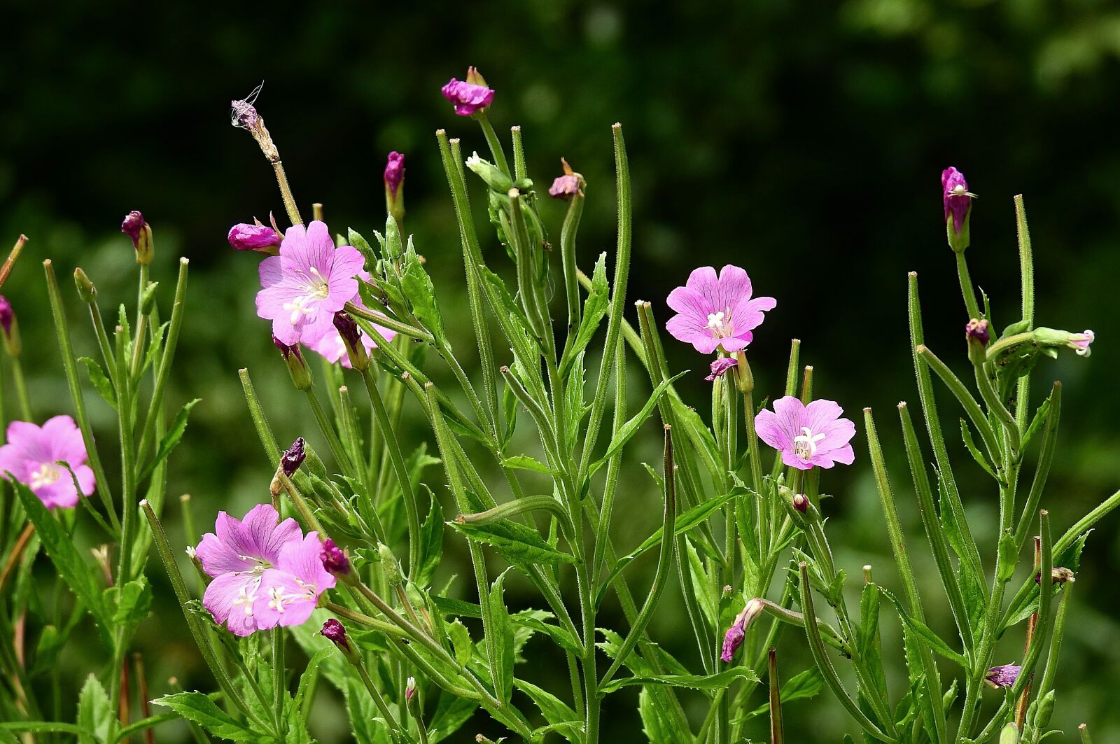 Nikon Coolpix P900 sample photo. Meadow, flowers, summer photography