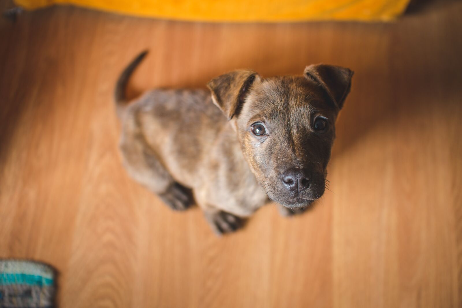 Nikon D600 sample photo. Animal, canine, cute photography
