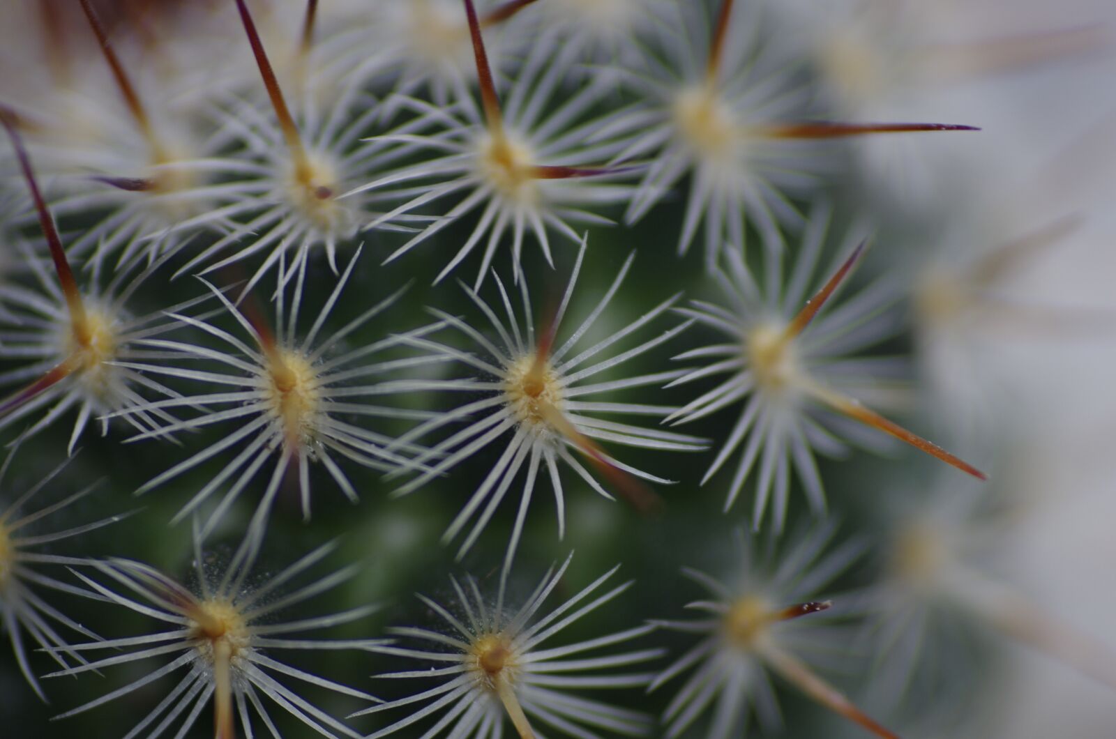 Pentax K-5 sample photo. Macro, cactus, plant photography