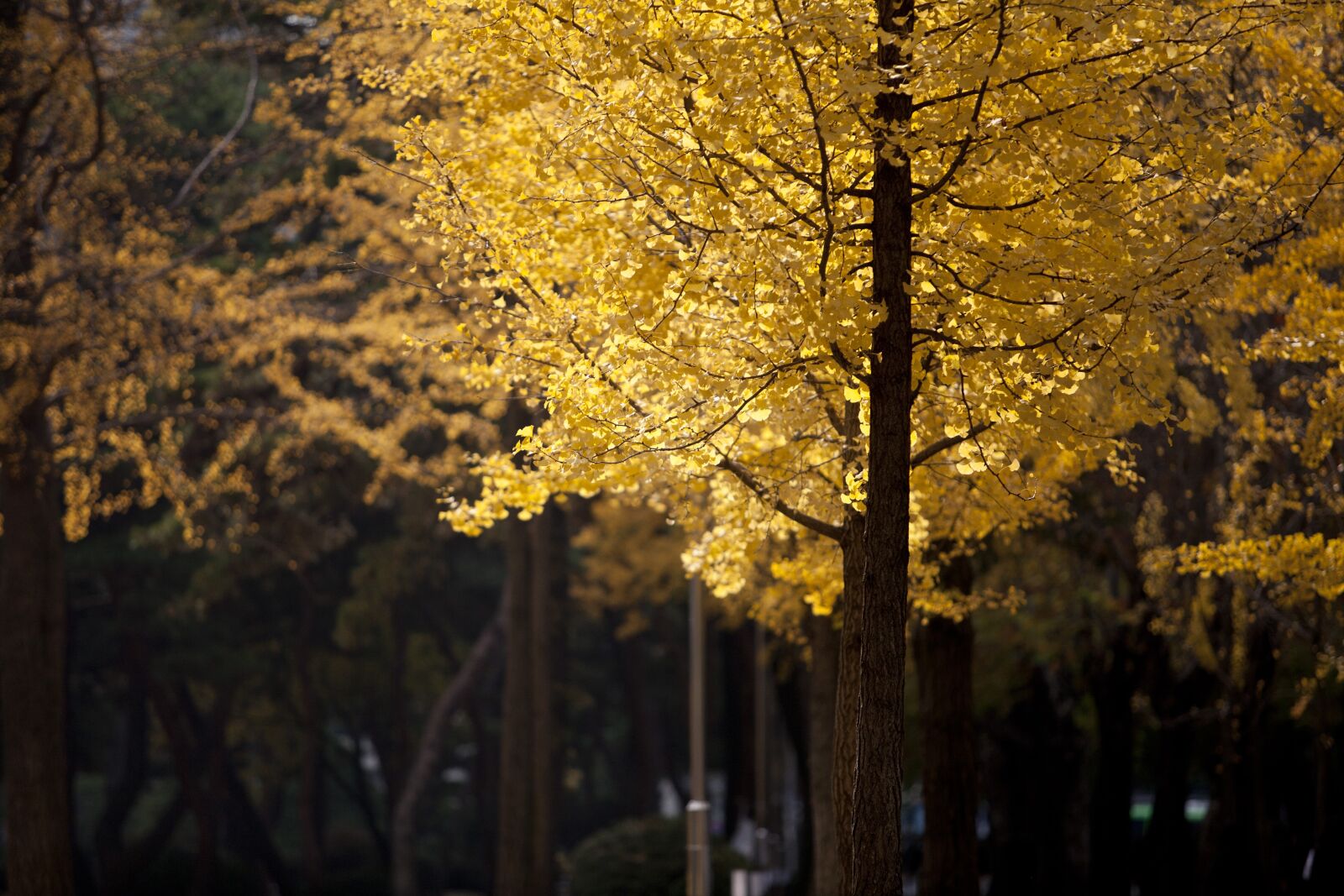 Canon EOS 5D sample photo. Ginkgo, autumn, leaves photography